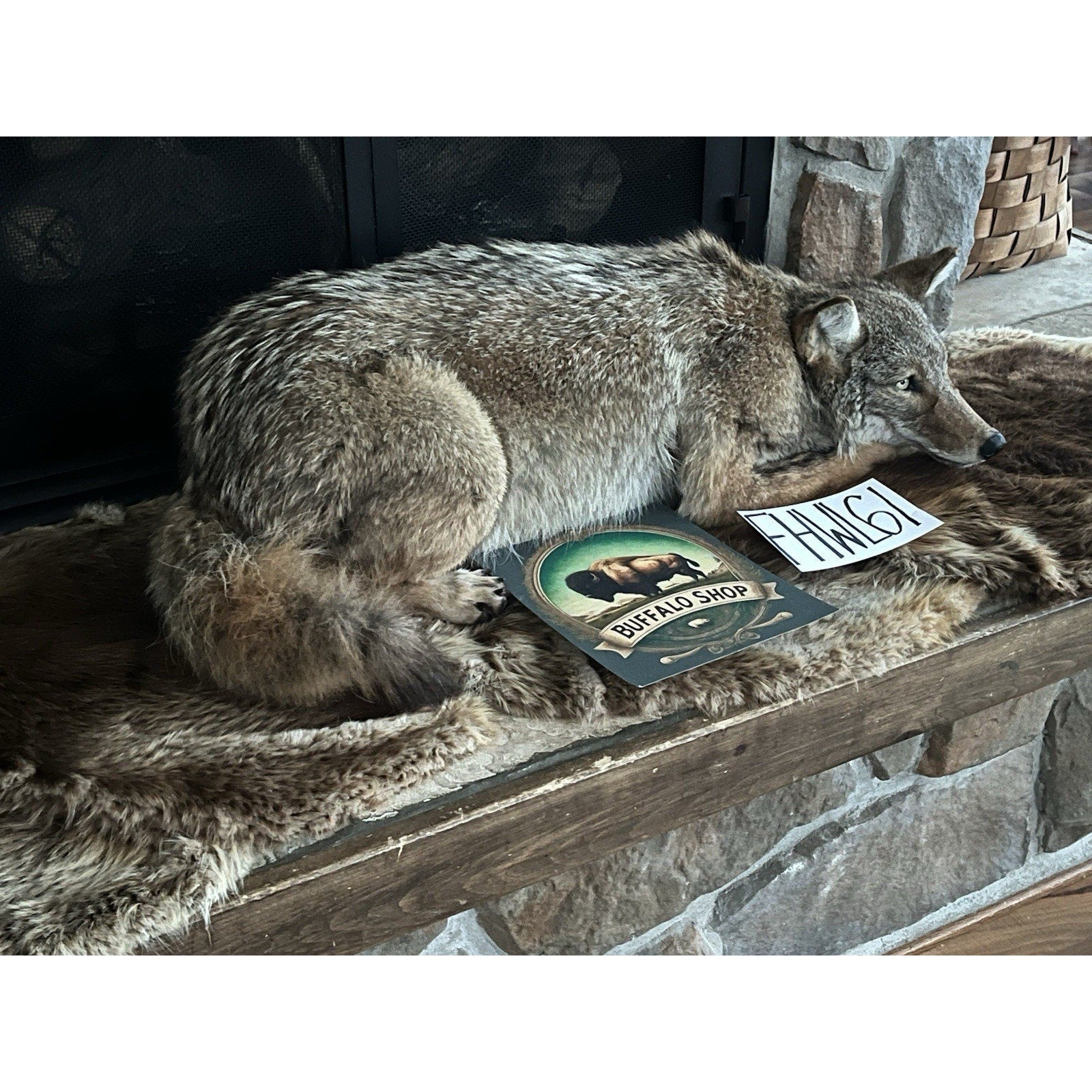 FHWL61 - Coyote Museum Quality Wall mount Taxidermy