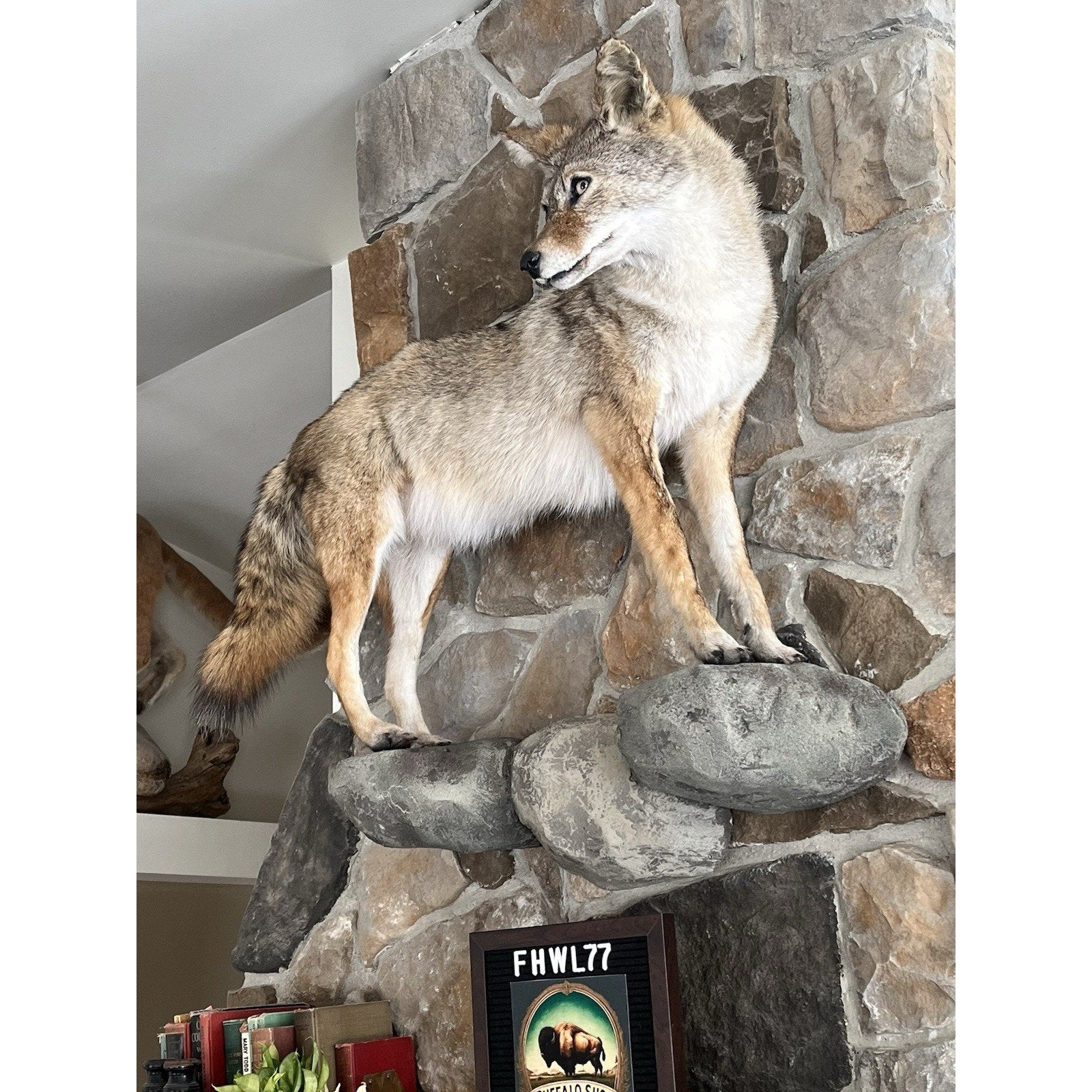 FHWL77 - Coyote Museum Quality Wall mount Taxidermy