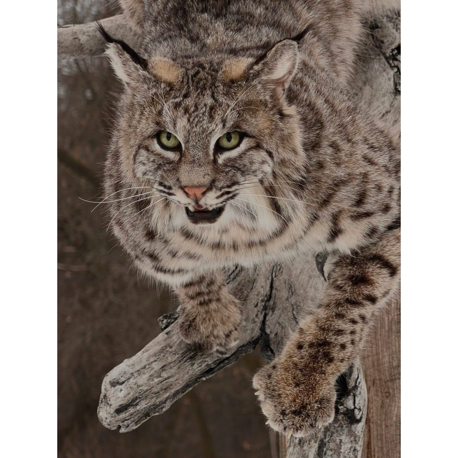 FHDOUG1 - Ultra Rare Blue Bobcat Full Body Taxidermy Mount