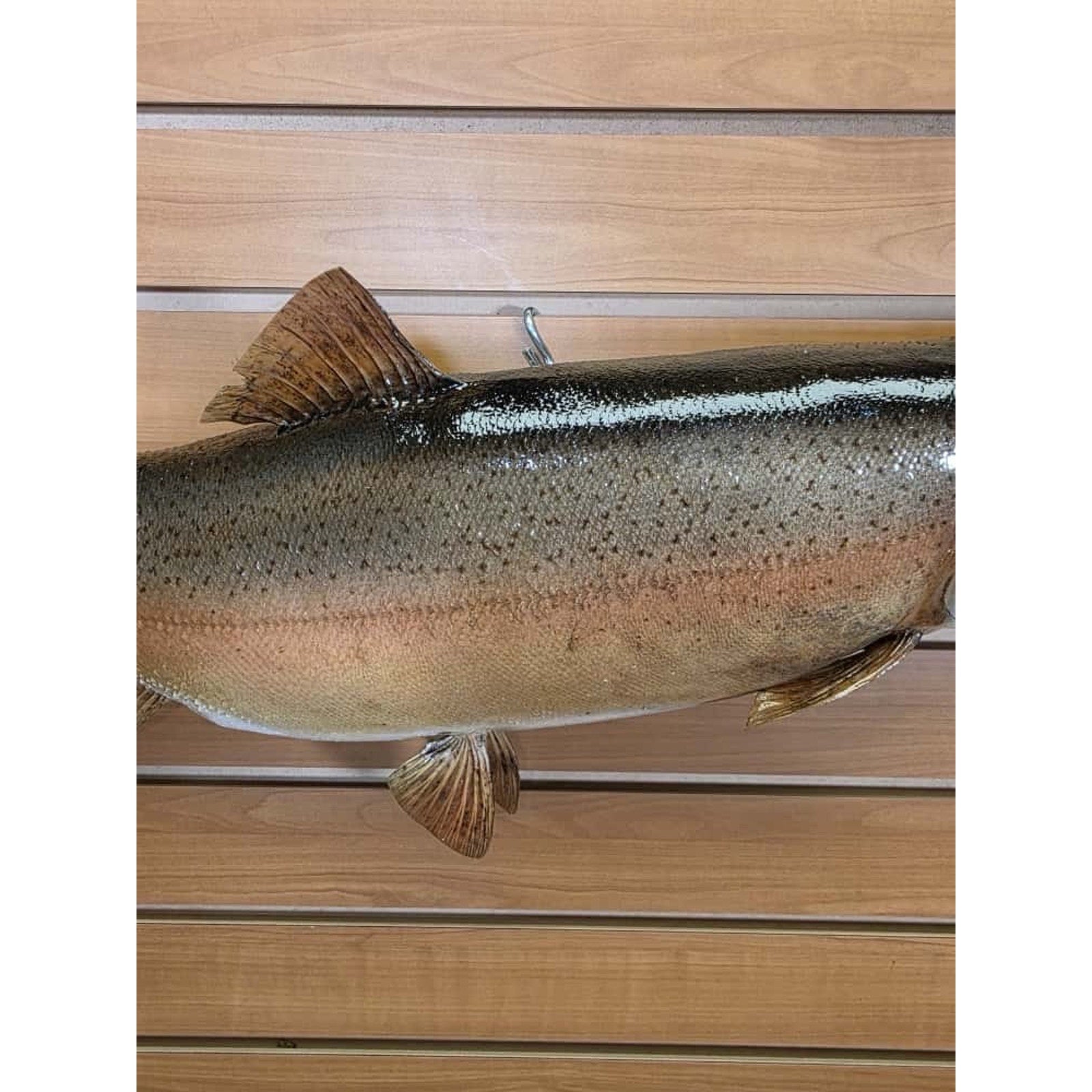 JTV214 - Real Skin Trout Fish Taxidermy Mount 25”