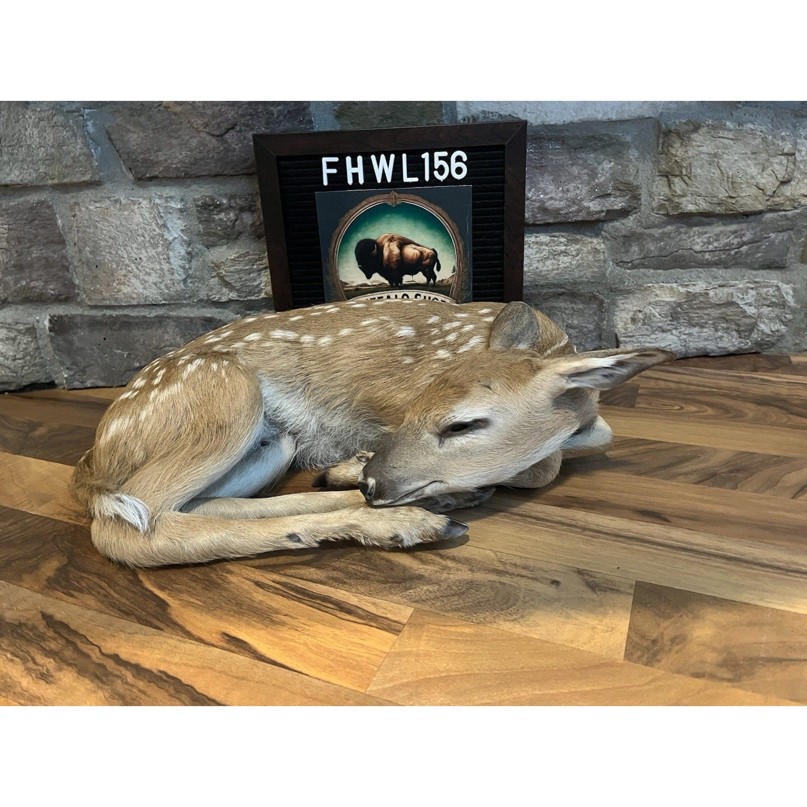FHWL156 - Fawn Lifesize Taxidermy Mount Free Standing