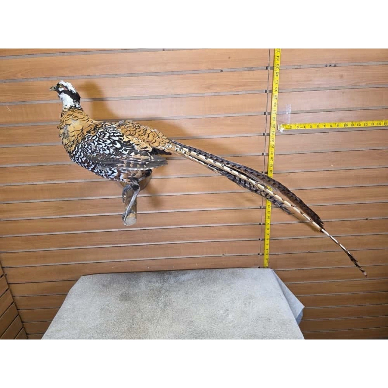 JTV251 - Reeves Pheasant Taxidermy Mount