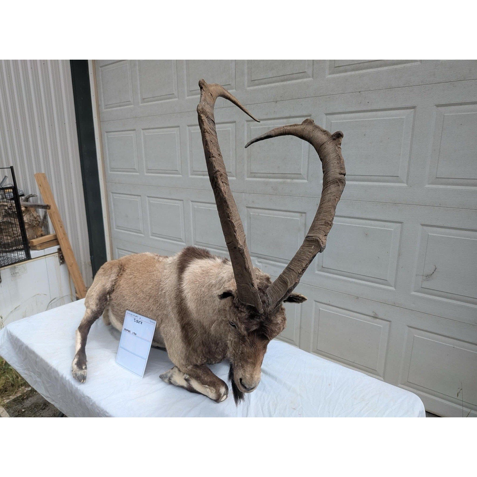 FHPAT - XL Ibex Taxidermy Full Body Mount