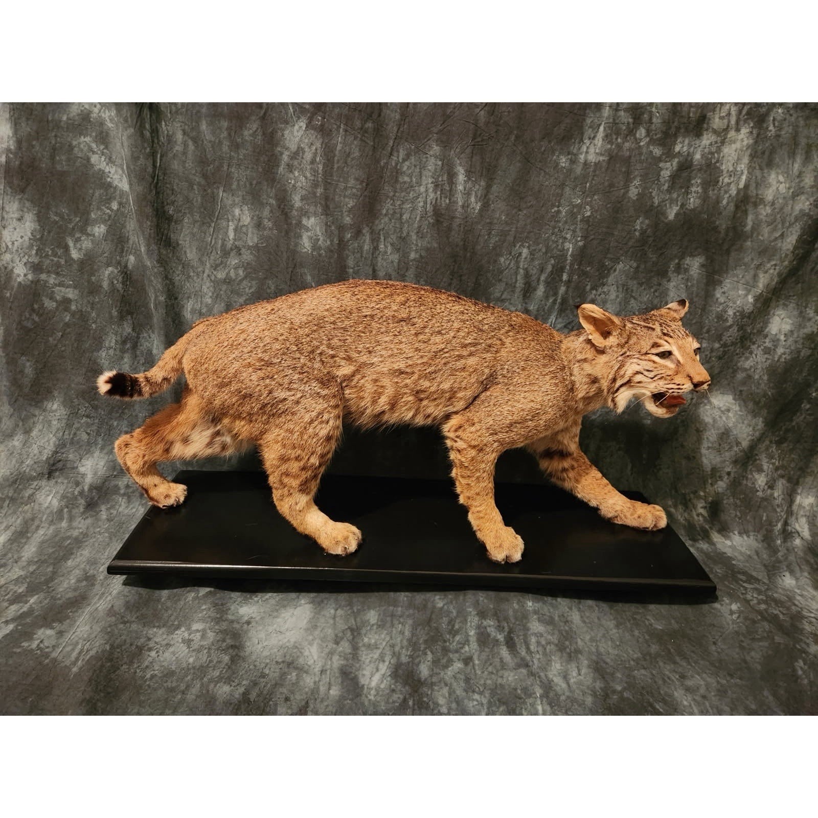 FHJRTEX2 - Bobcat – Full-body Taxidermy Mount
