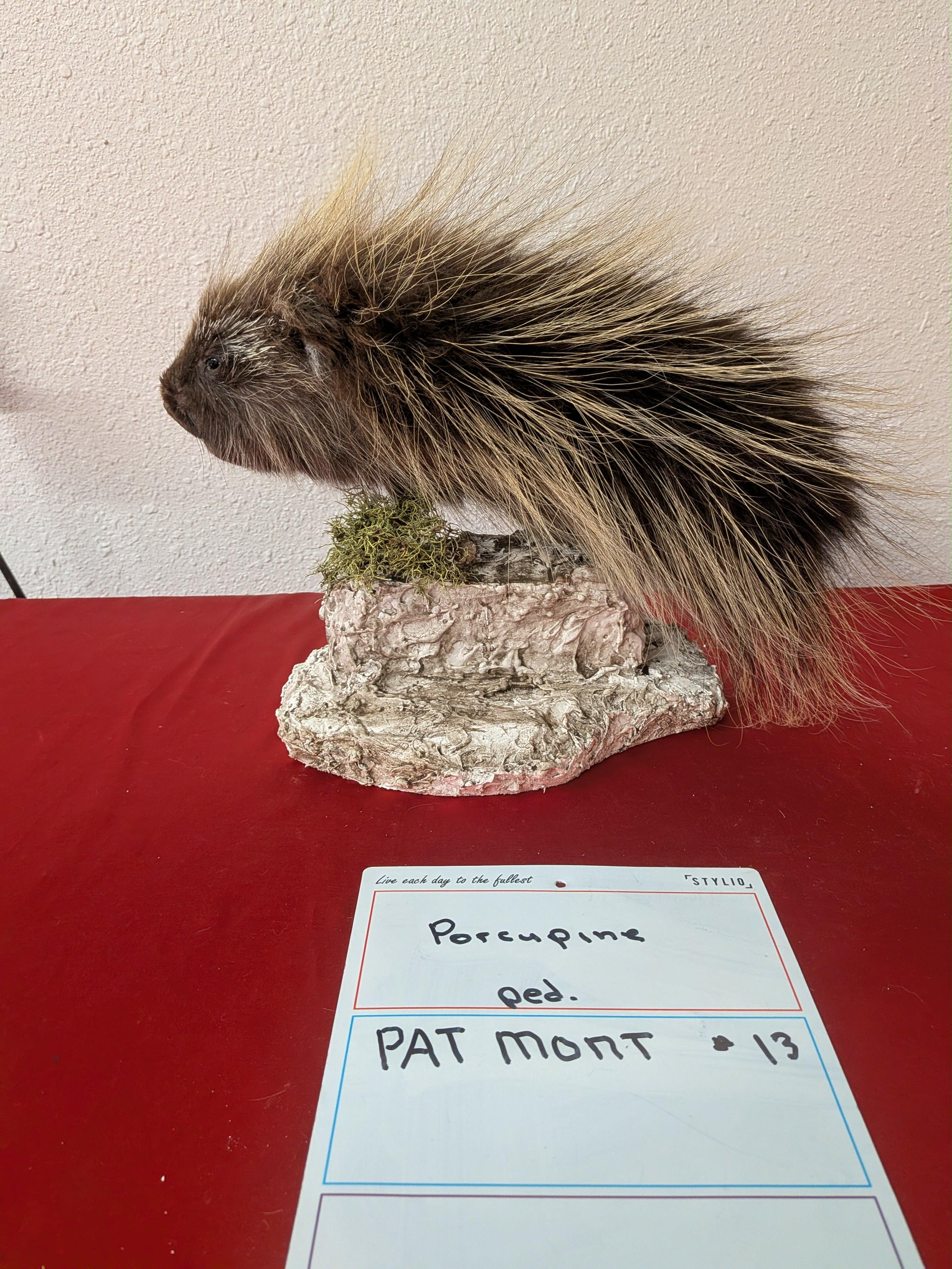 FHPAT13- Beautiful Montana Prime Winter Porcupine Shoulder Taxidermy Mount