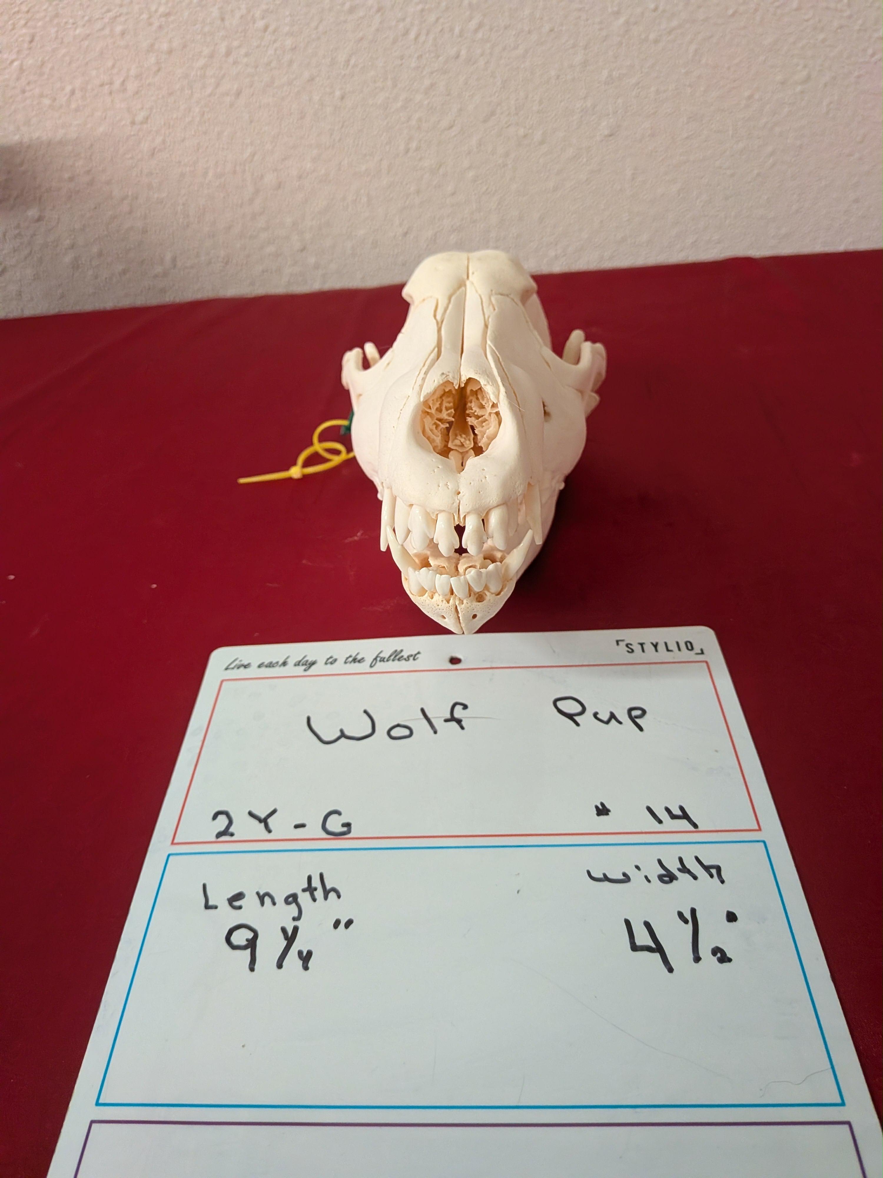 FHSUZW14 - Wolf Pup Skull taxidermy