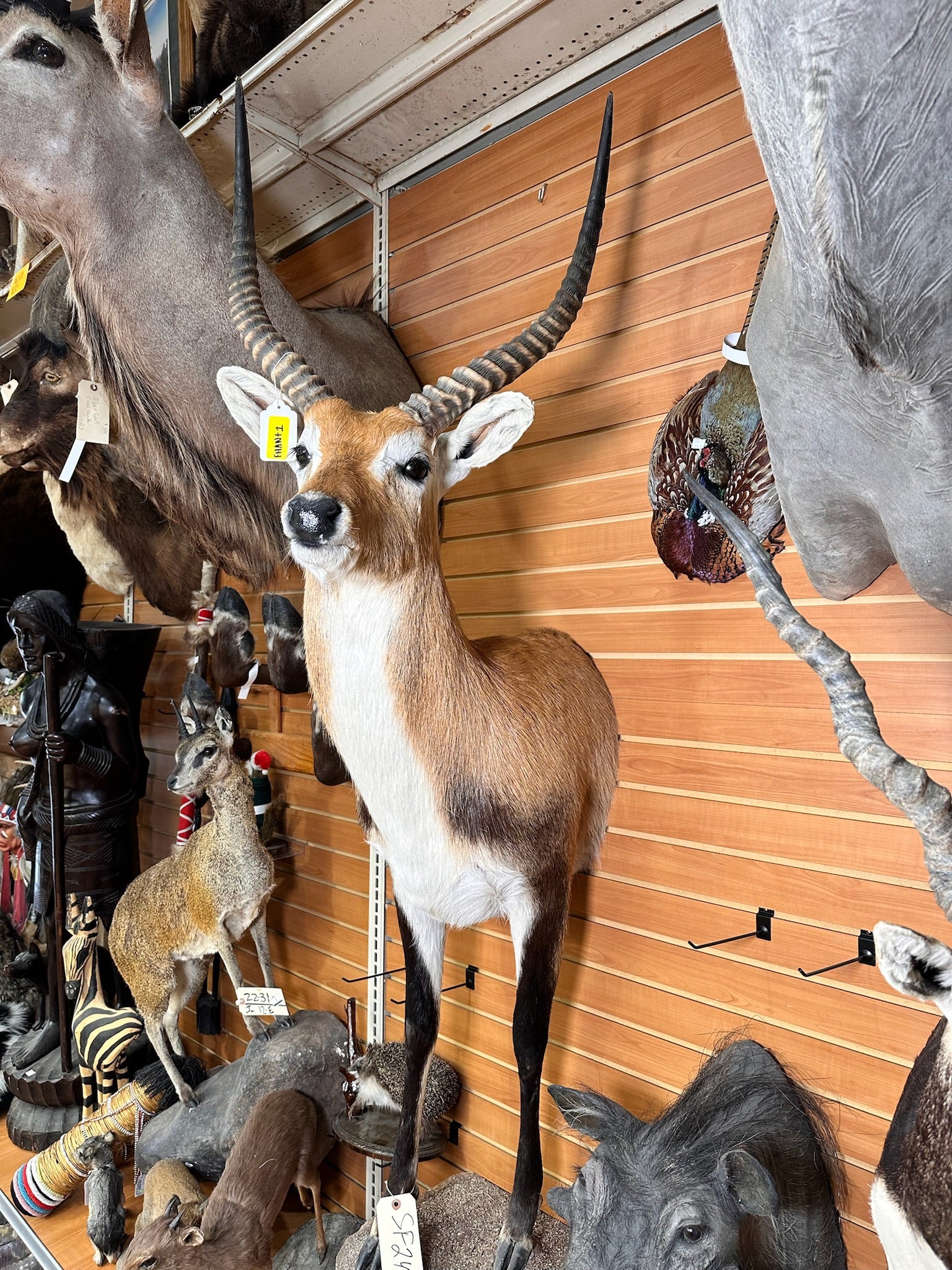 FHANT1 - Lichwe taxidermy wall mount.