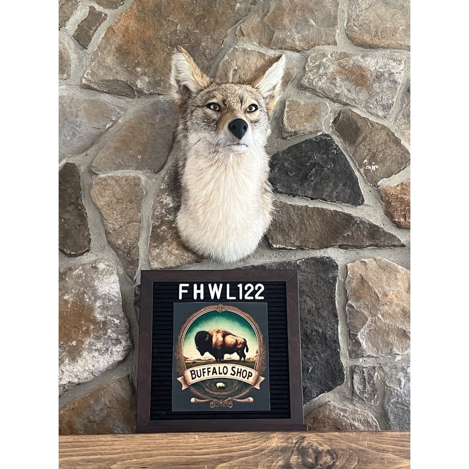 FHWL122 - Coyote Shoulder Museum Quality mount Taxidermy