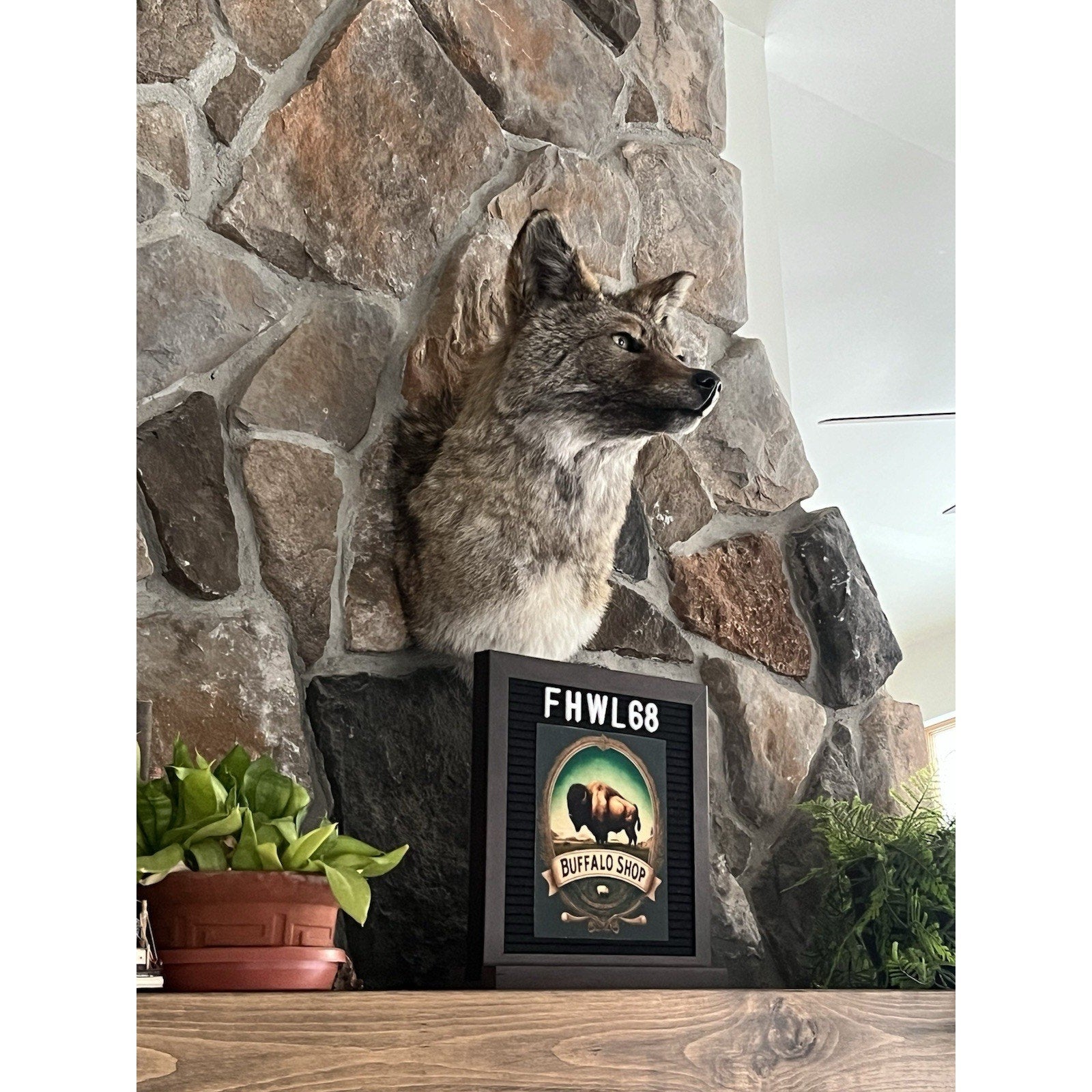 FHWL68 - Coyote Shoulder Museum Quality mount Taxidermy