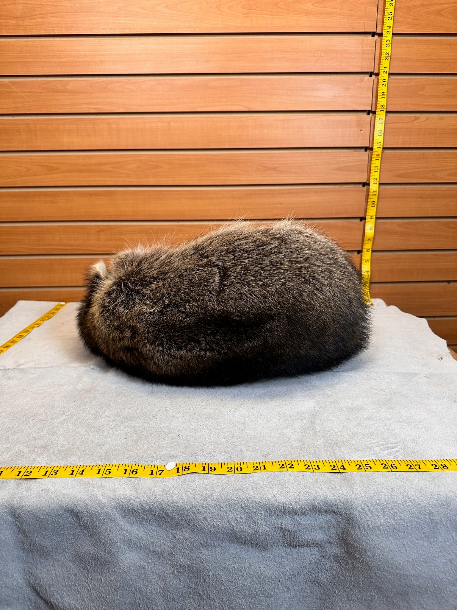 FHCOON3- raccoon taxidermy mount