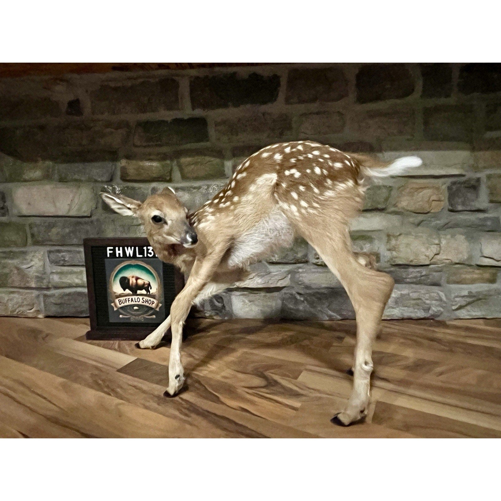 FHWL137 - Fawn Lifesize Taxidermy Mount Free Standing
