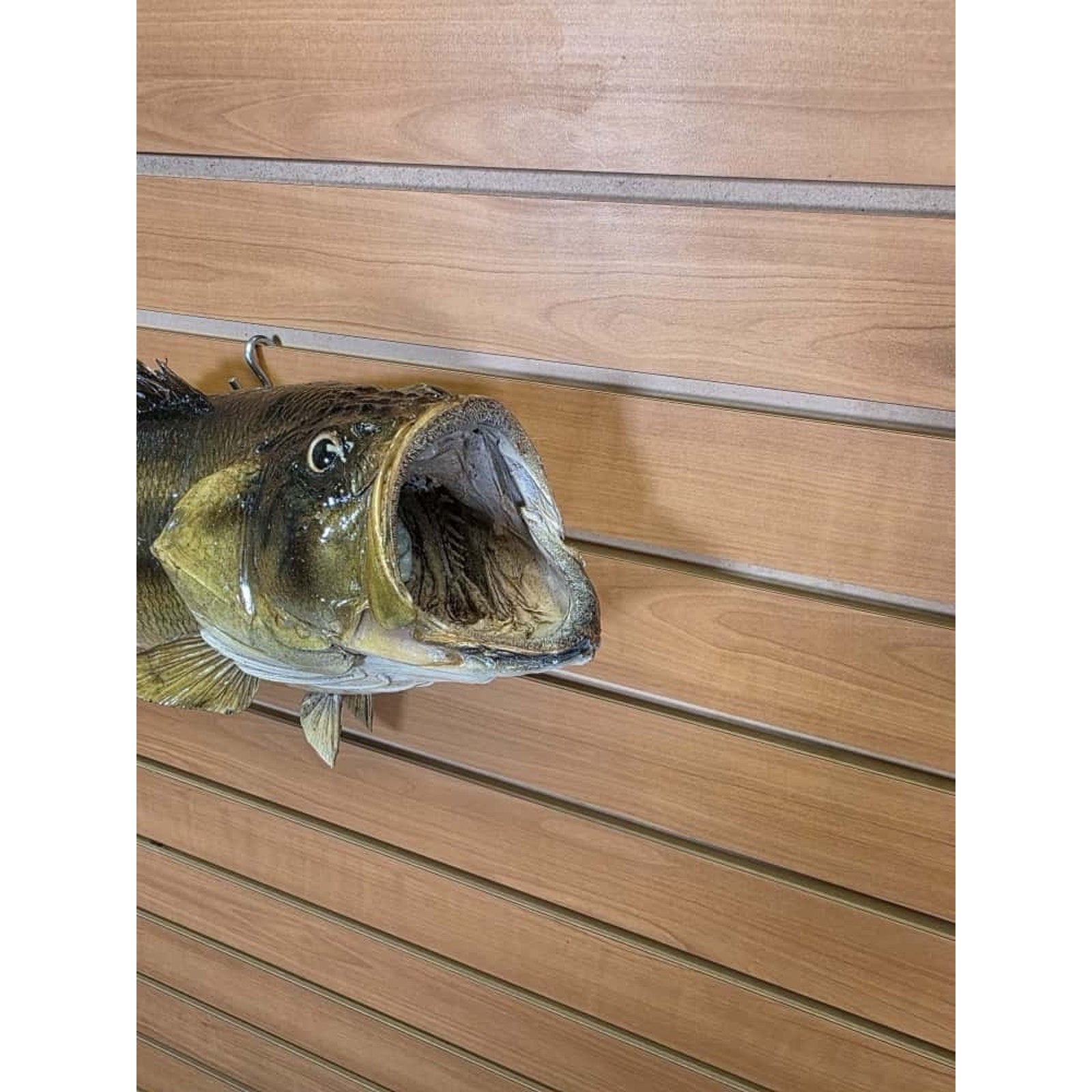 JTV213 - Real Skin Bass Fish Taxidermy Mount 21”