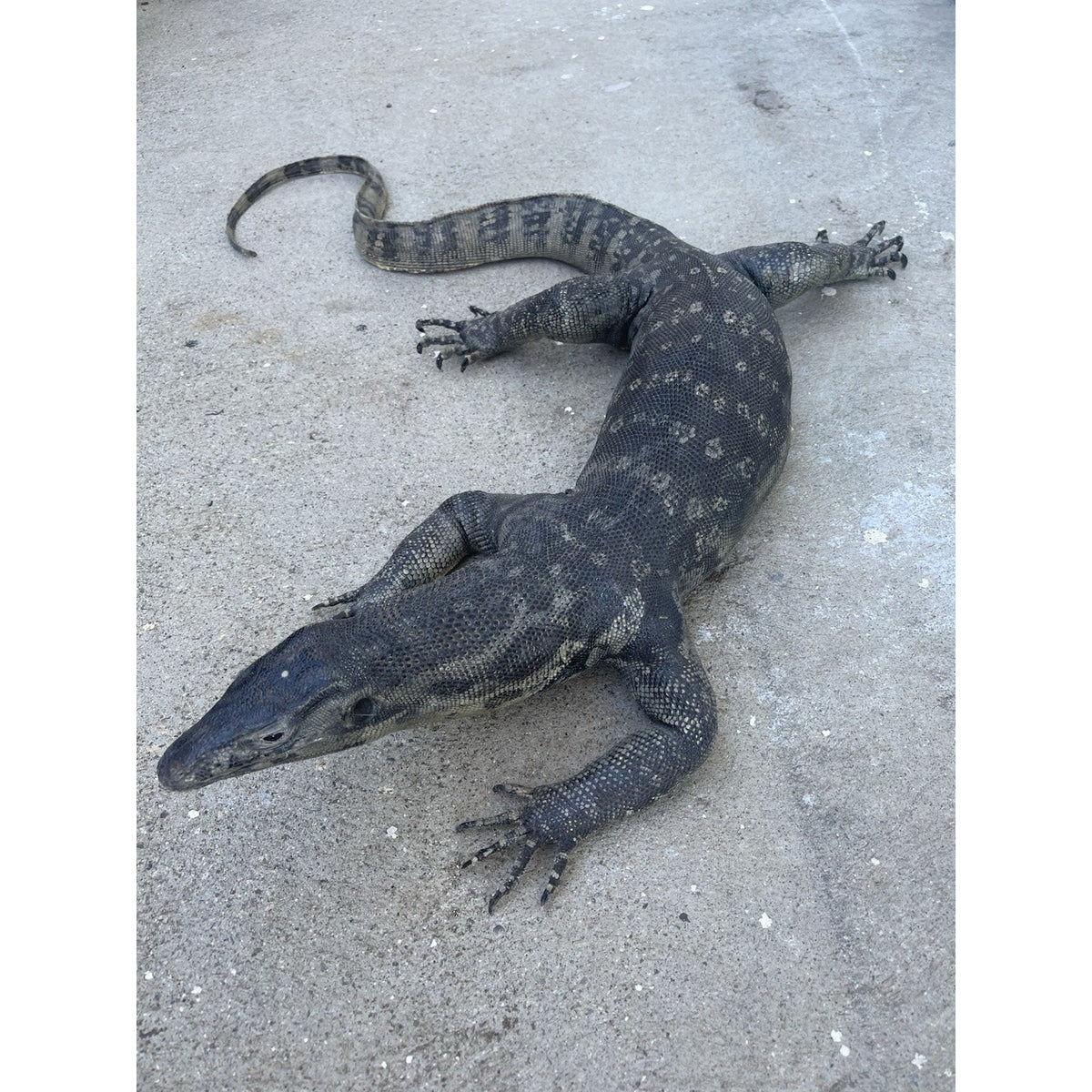 FHDAR629 - Massive Black Monitor Lizard Taxidermy Full Body Mount