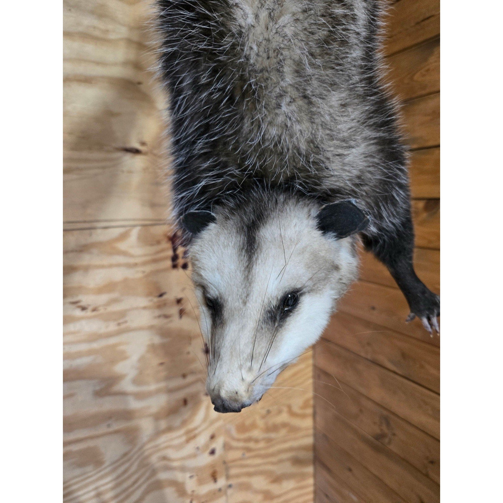 FHHCO2 - Hanging Opossum Full Body Taxidermy Mount