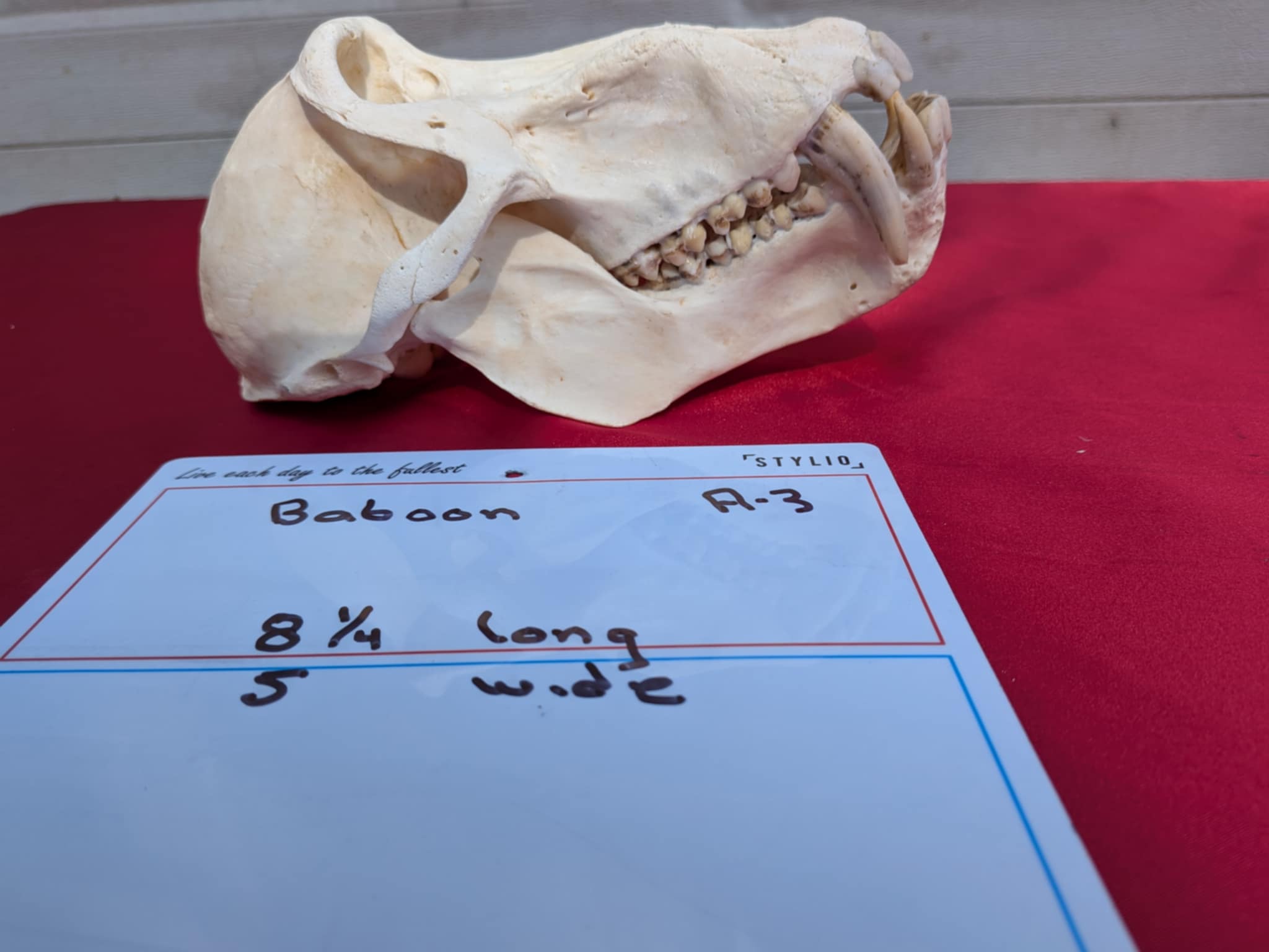 FHPATR3 - Impressive male Perfect Teeth baboon Skull