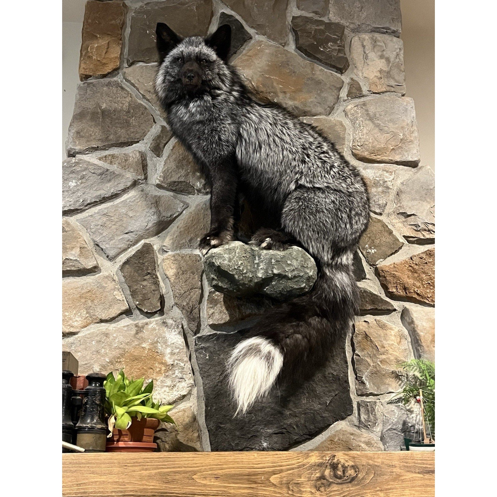FHWL3 - Massive Silver Fox Taxidermy Full Body Mount