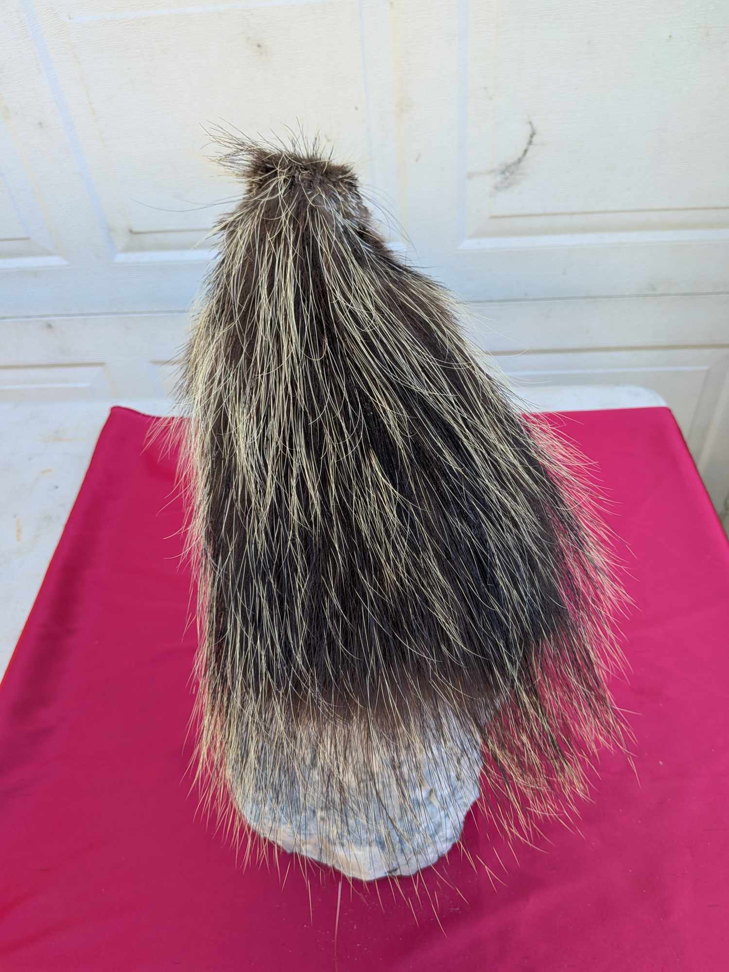 FHPATPO10 - Beautiful Montana Prime Winter Porcupine Taxidermy Mount