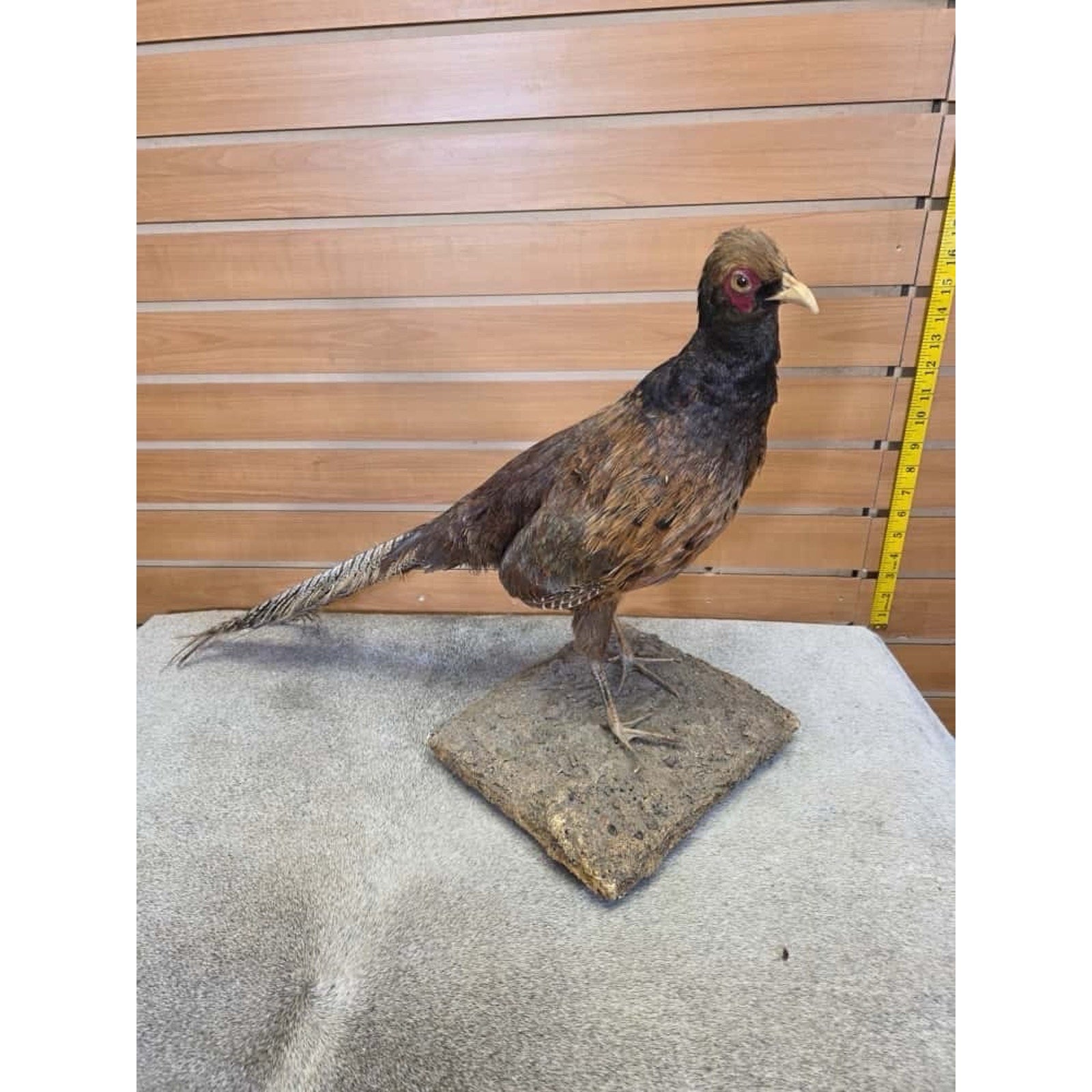 JTV245 - Golden Pheasant Cross Taxidermy Mount