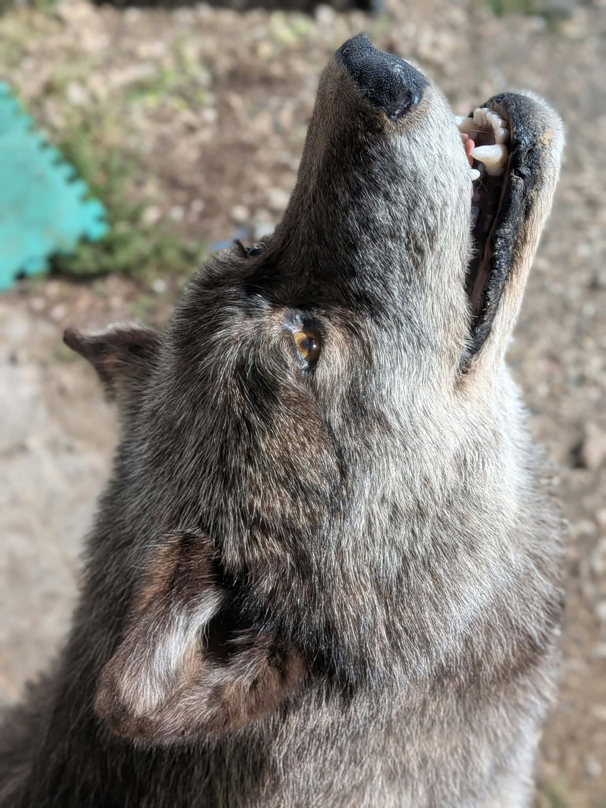 FHPAT247- Beautiful Alaskan Wolf Lifesize Taxidermy Mount