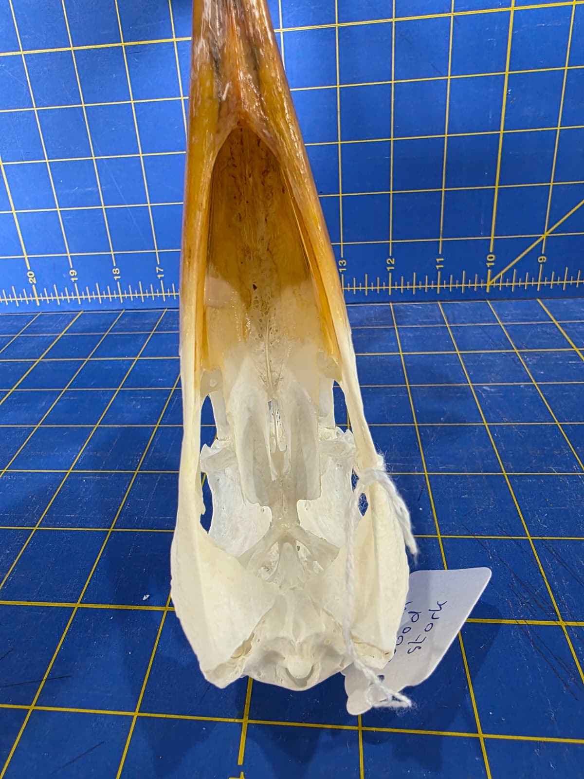 JTV201 - Real Yellow-billed stork Bird Skull Taxidermy