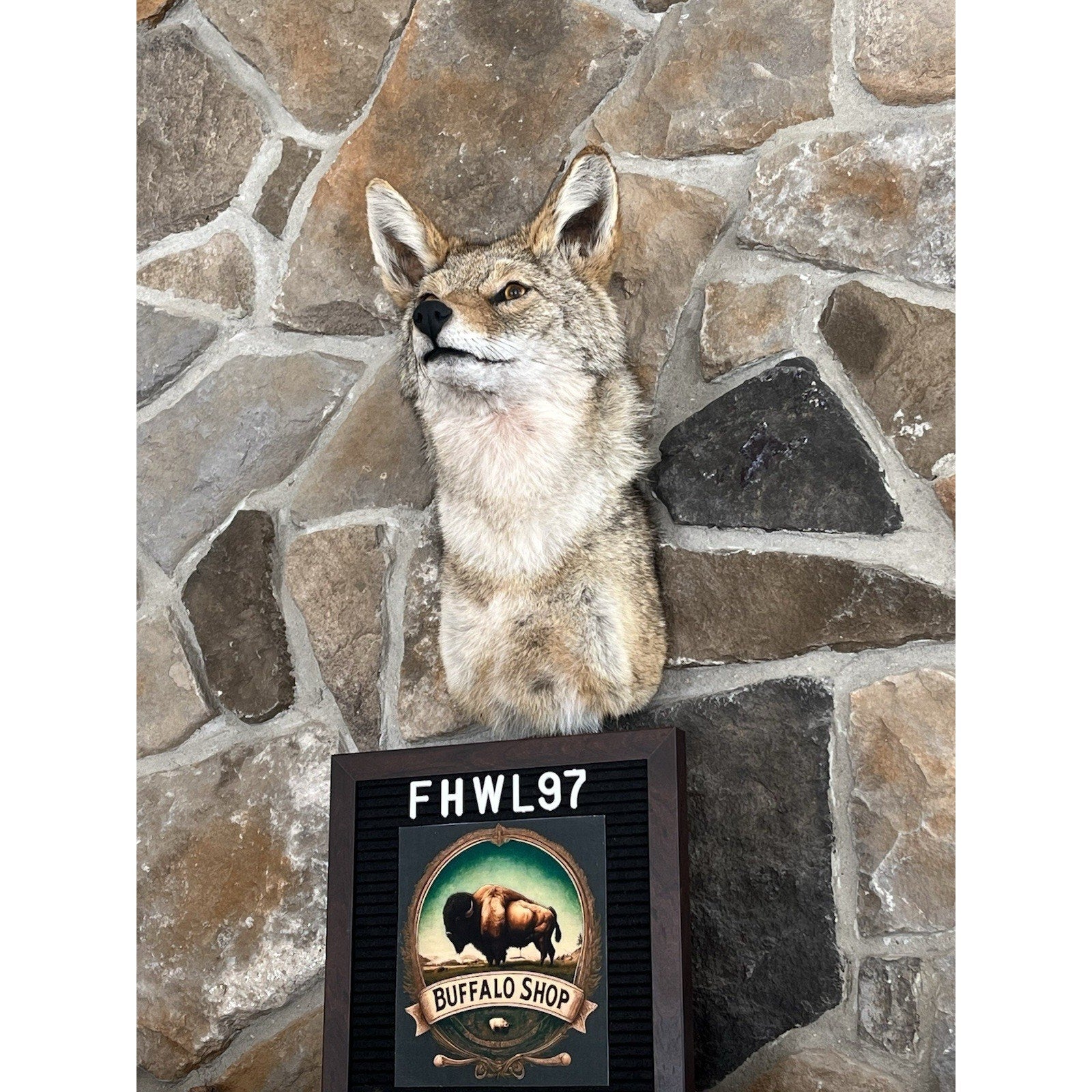 FHWL97 - Coyote Shoulder Museum Quality mount Taxidermy