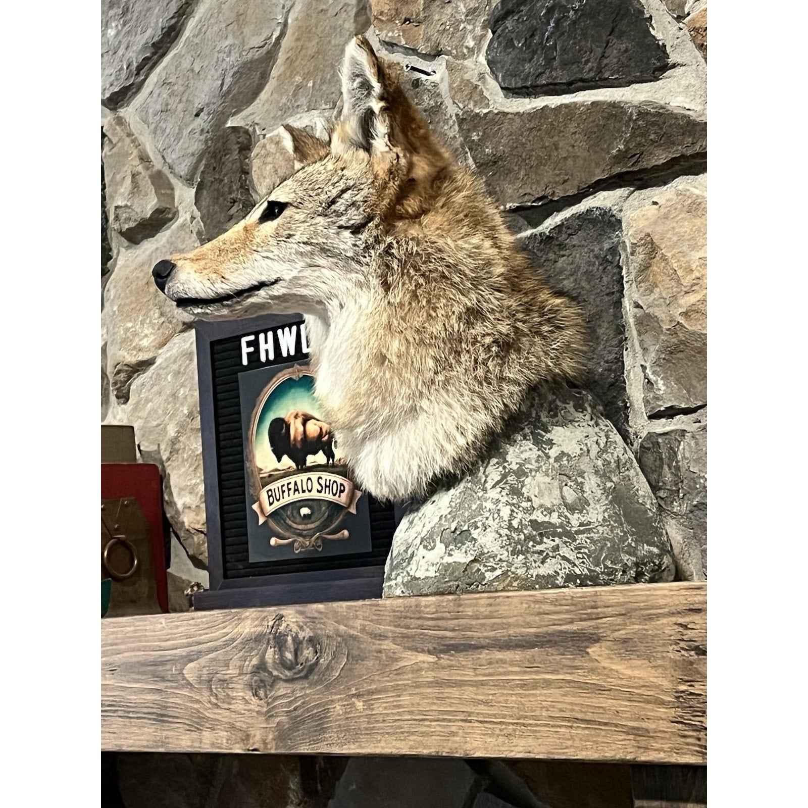 FHWL107 - Coyote Shoulder Museum Quality mount Taxidermy