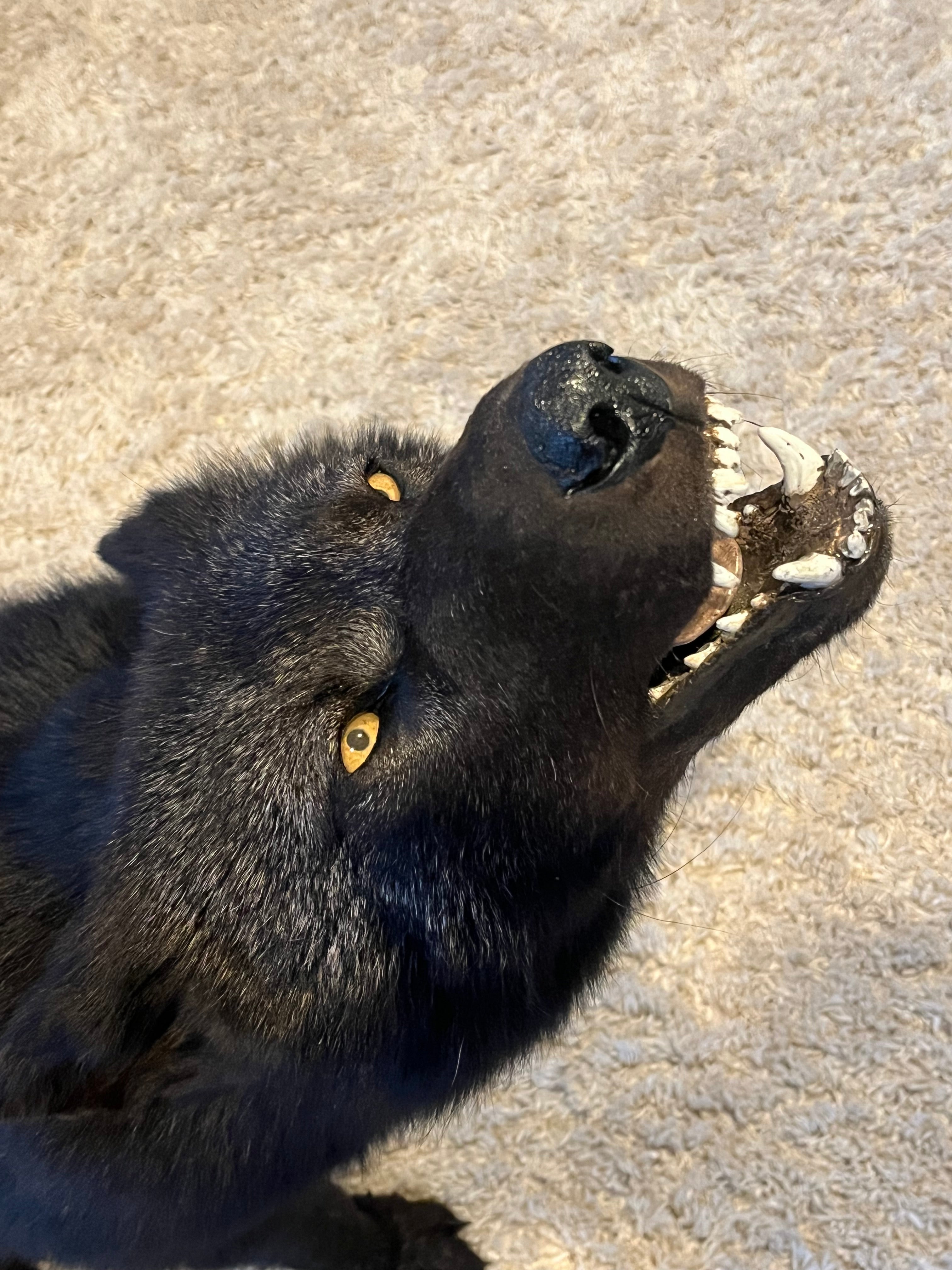 FHWL22- Rare Black Wolf Lifesize Taxidermy Mount