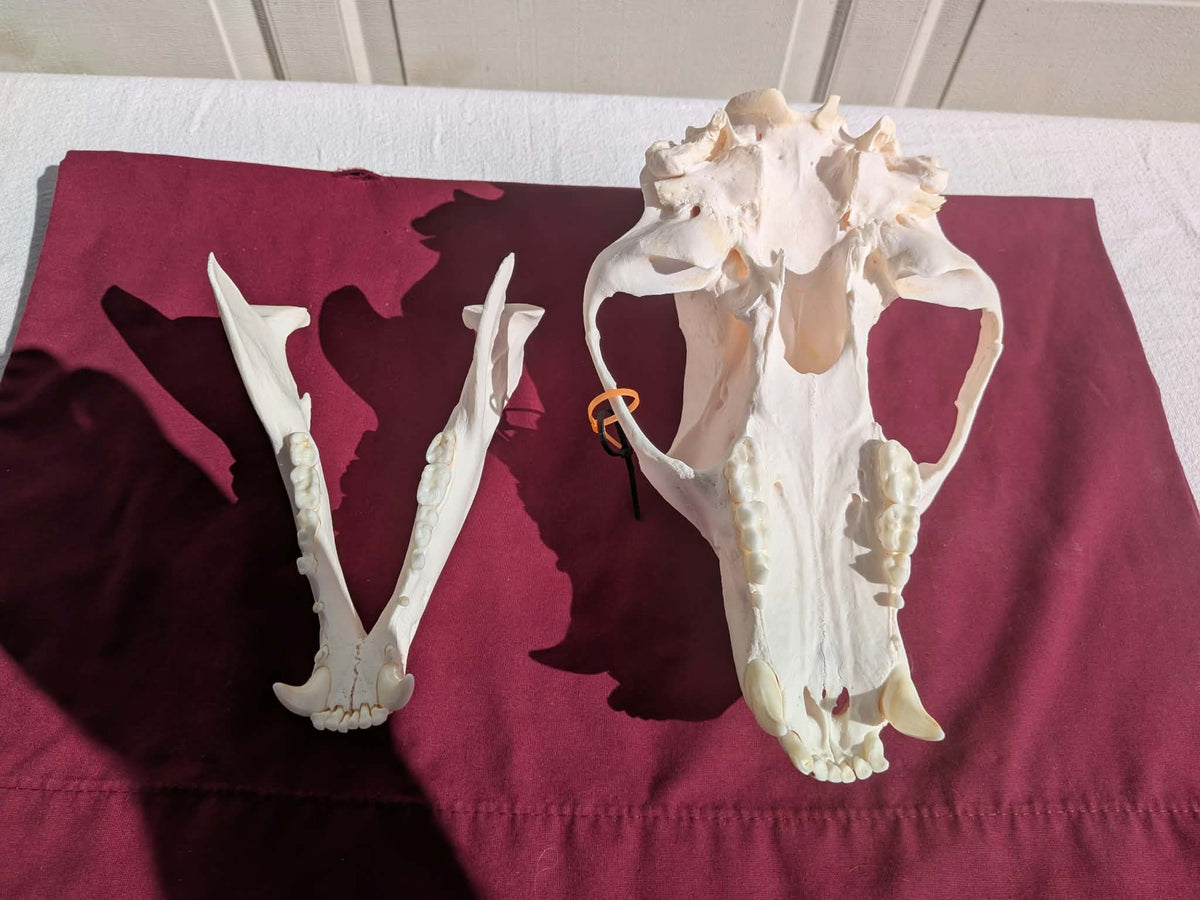 FHPAT237 -professionally cleaned black bear skull