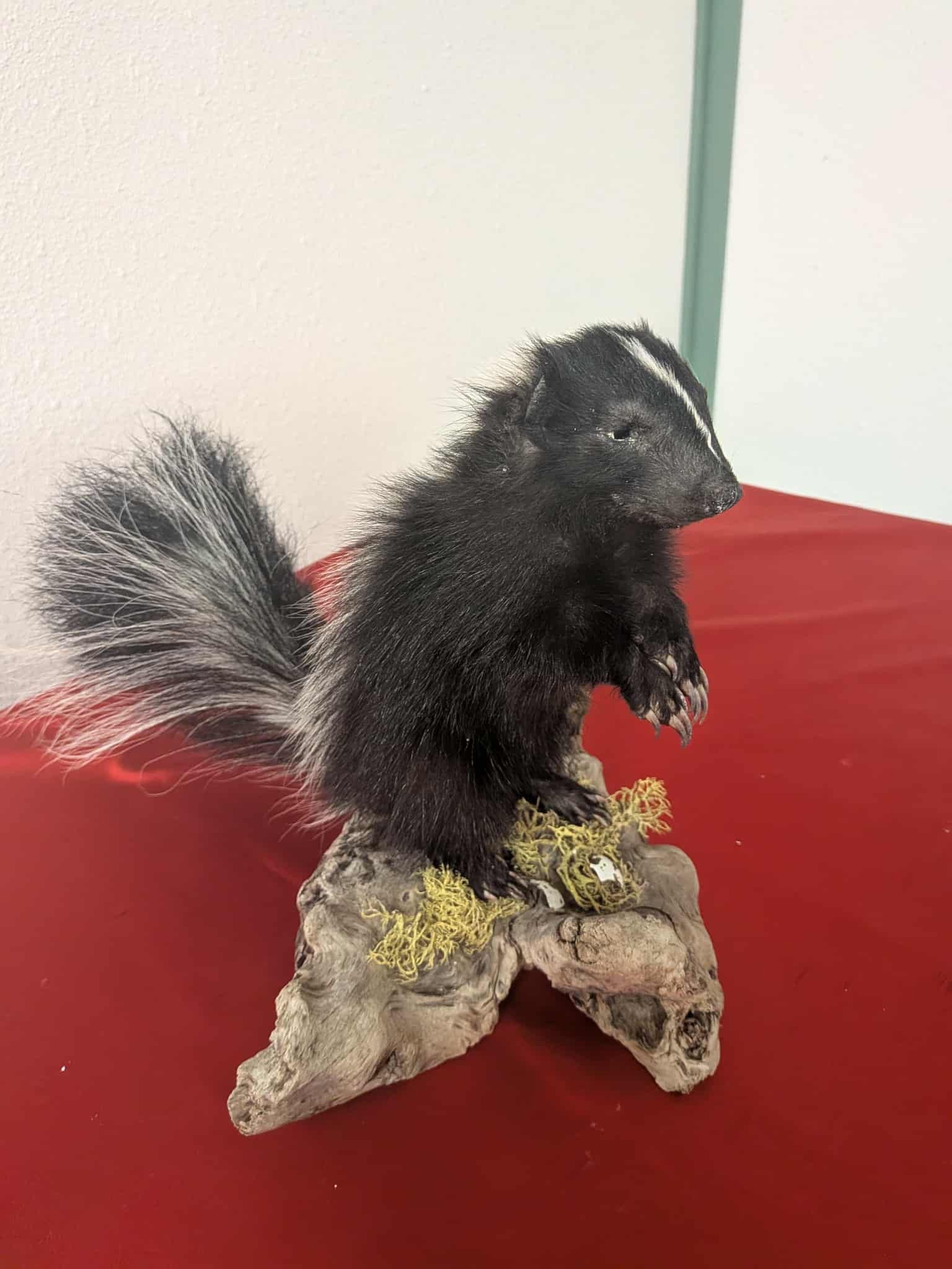 FHSUZ20 - Fluffy Baby Skunk Taxidermy Mount