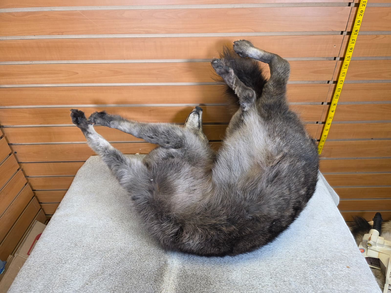 KMCY26 - Full-Body Coyote Taxidermy Mount