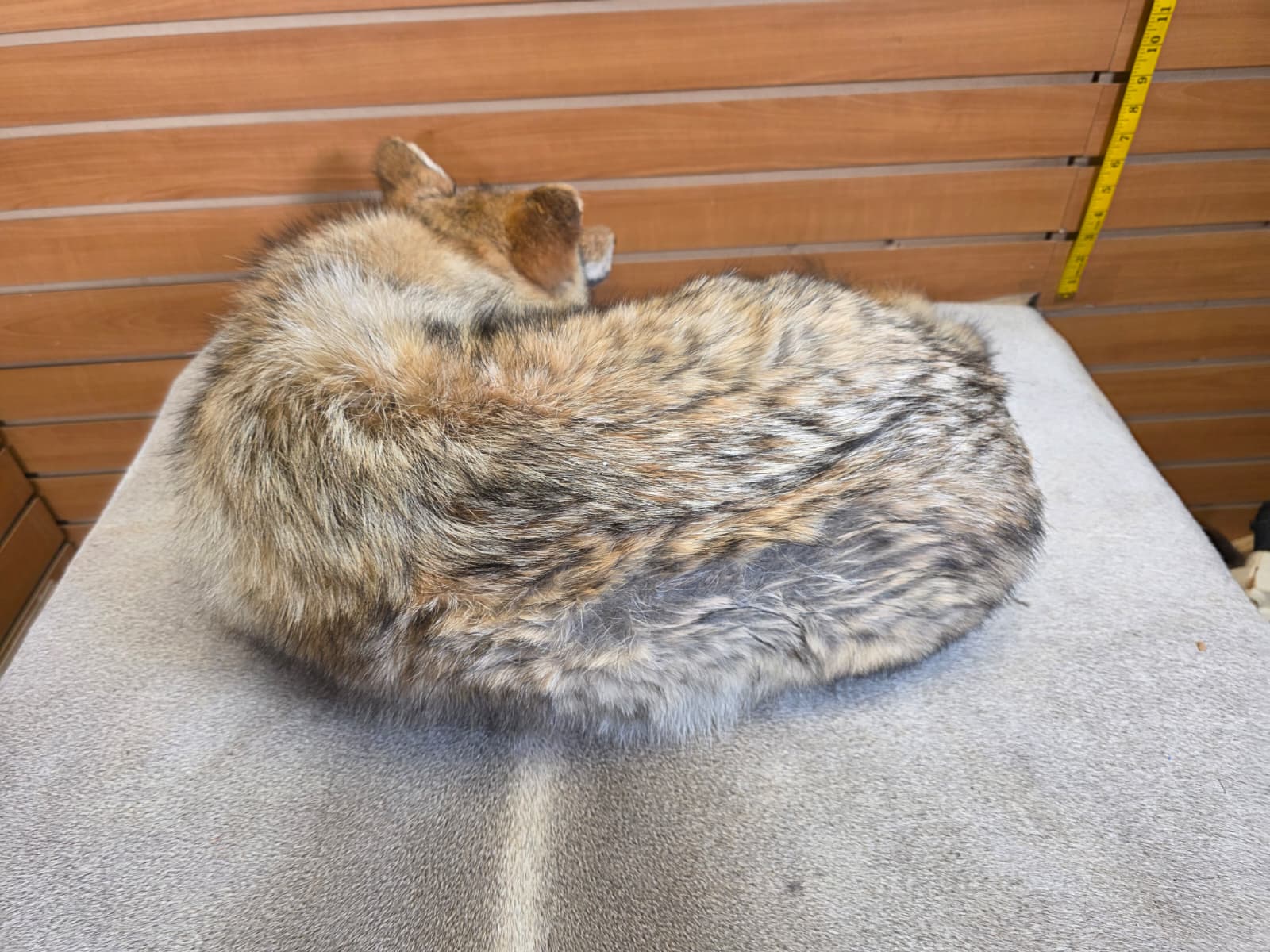 KMCY23 - Full-Body Coyote Taxidermy Mount