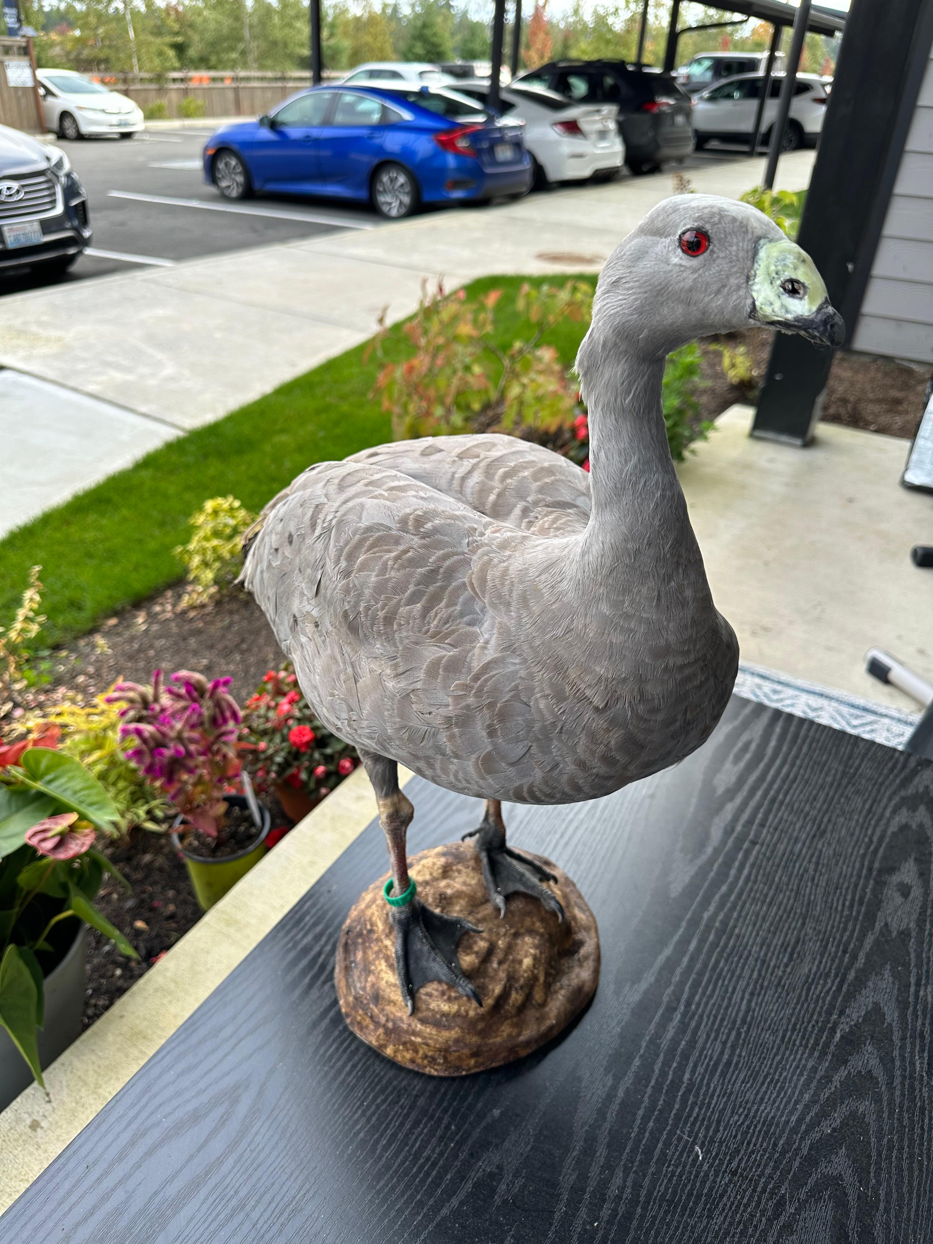 FHSUZ24 -Blue Morph Snow Goose Taxidermy – Anser caerulescens