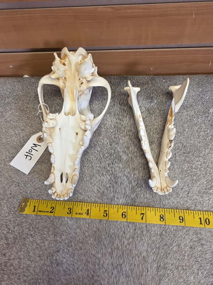 FHBN101 - Wolf Skull – Taxidermy Mount