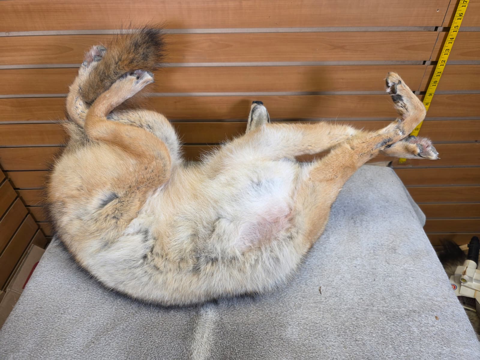 KMCY22 - Full-Body Coyote Taxidermy Mount