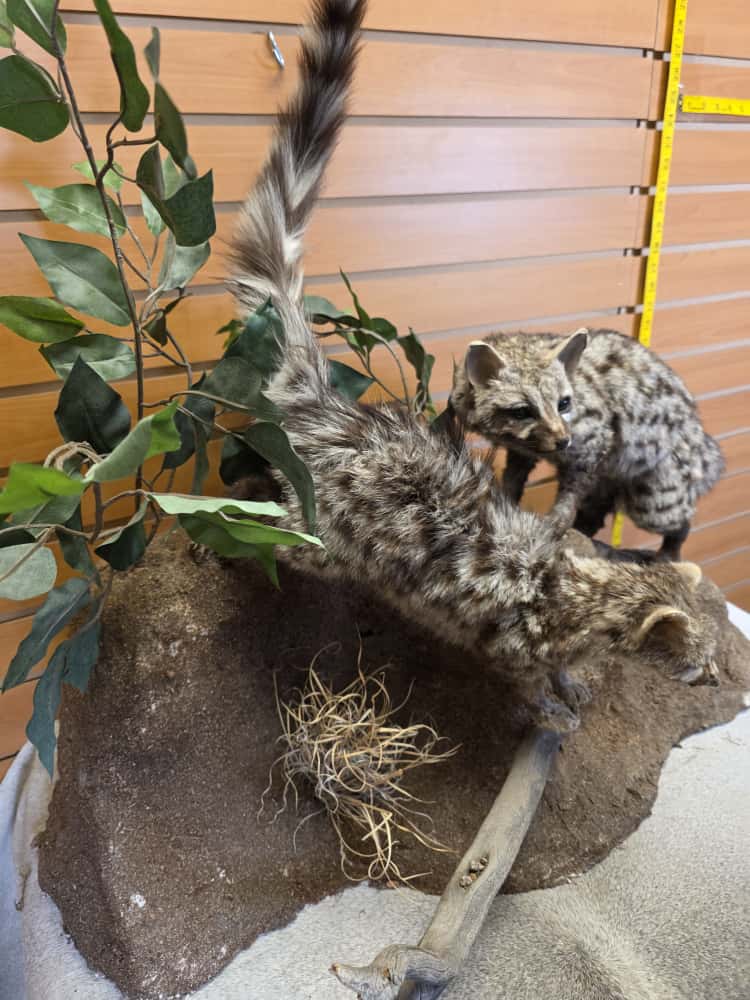 FHCM65 - pair Common Genet – Full Body Mounts