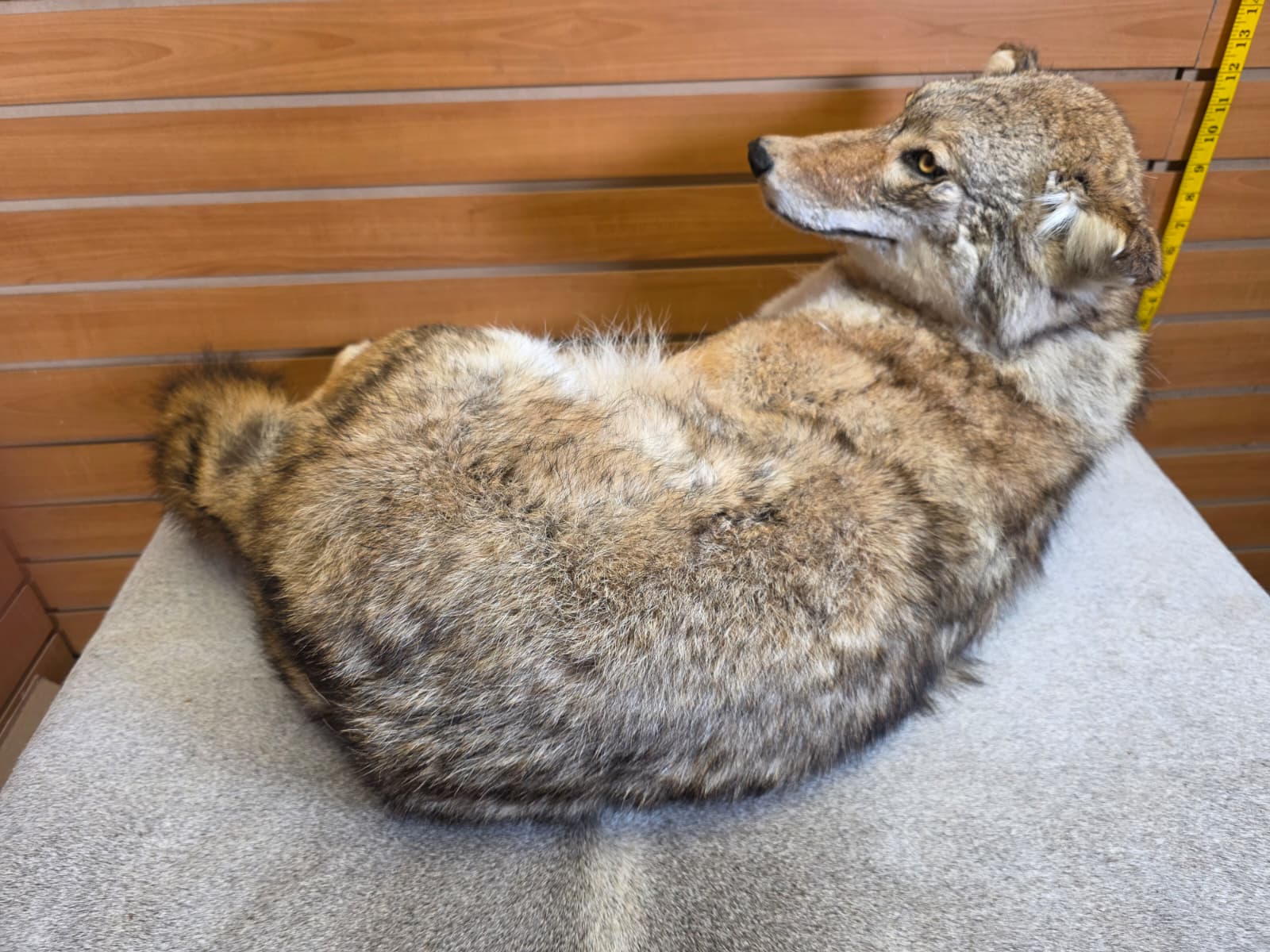 KMCY35 - Full-Body Coyote Taxidermy Mount