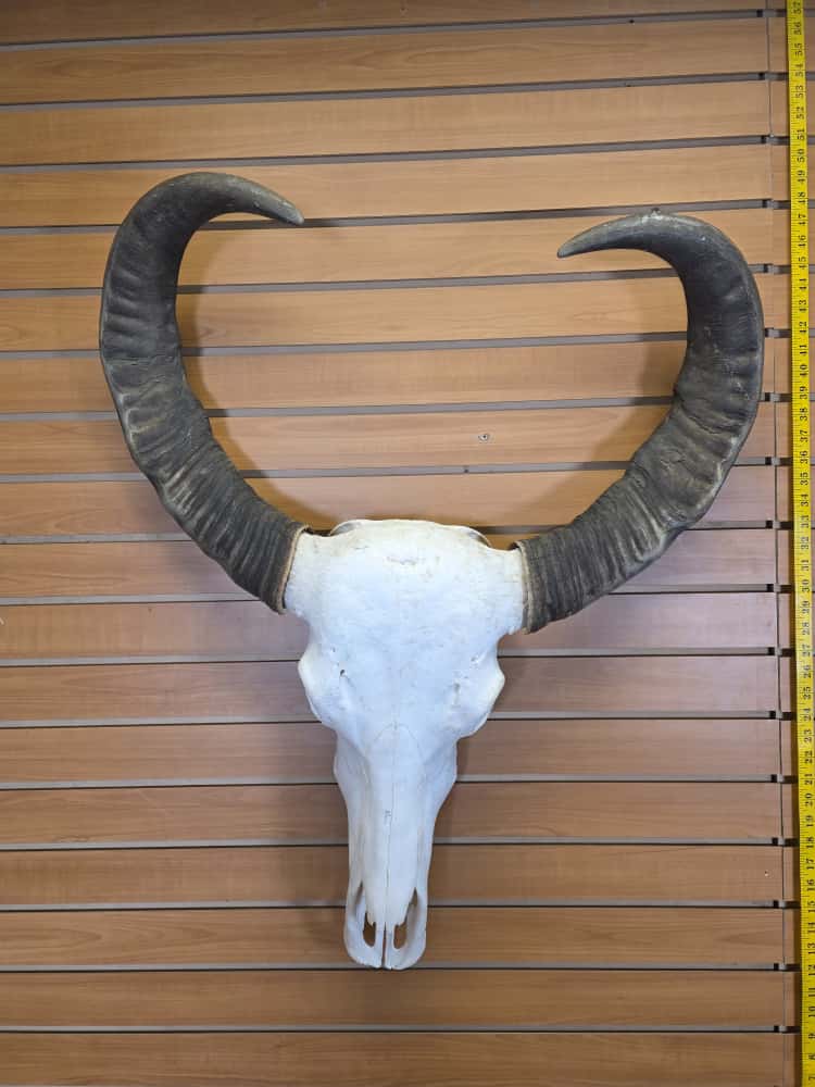 JTV295 - Asian Water Buffalo Skull