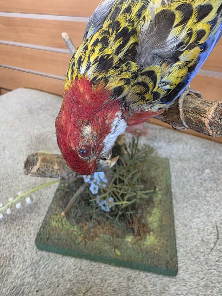 JTV276 - Farm-Raised Eastern Rosella Parrot