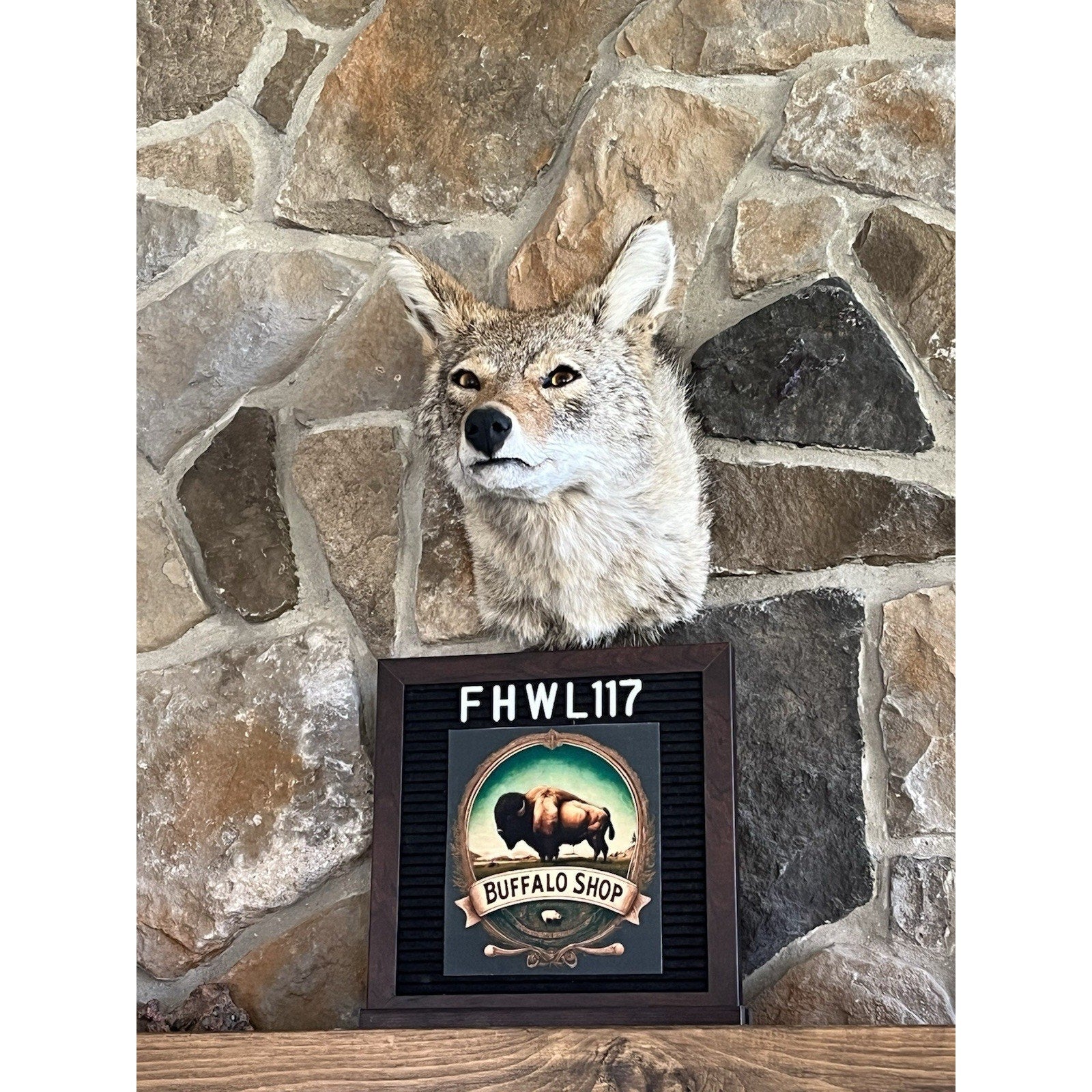 FHWL117 - Coyote Shoulder Museum Quality mount Taxidermy Sneak Pose