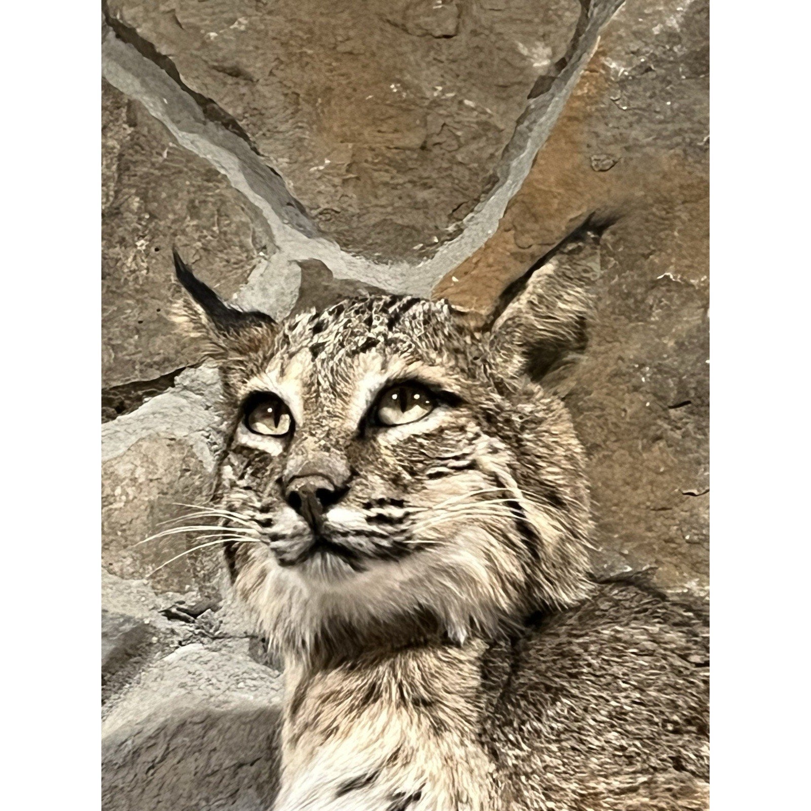 FHWL46 - Bobcat Taxidermy Full Body Mount