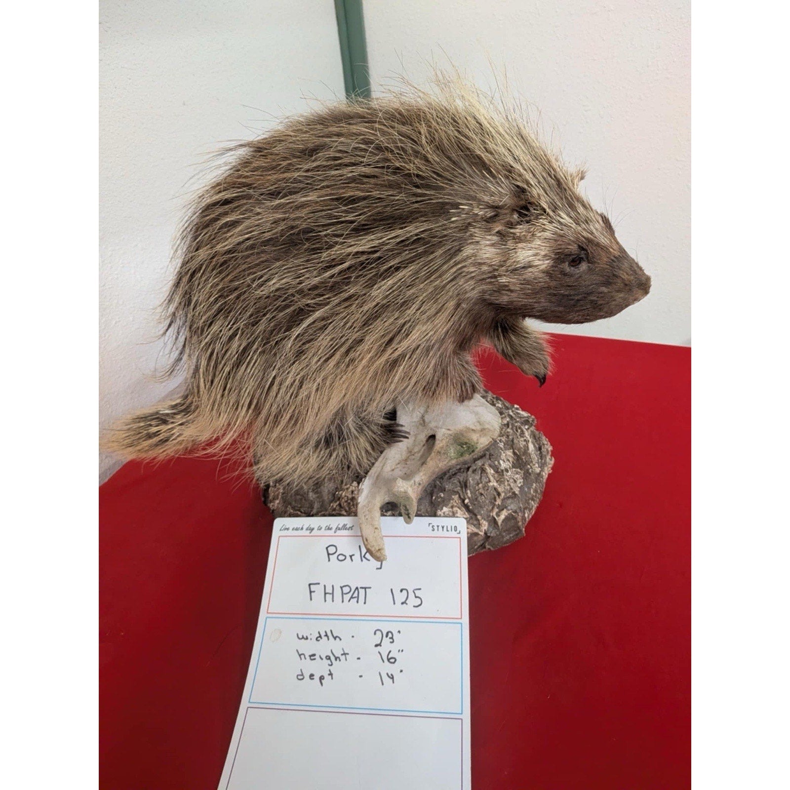 FHPAT125 - Beautiful Montana Prime Winter Porcupine Taxidermy Mount