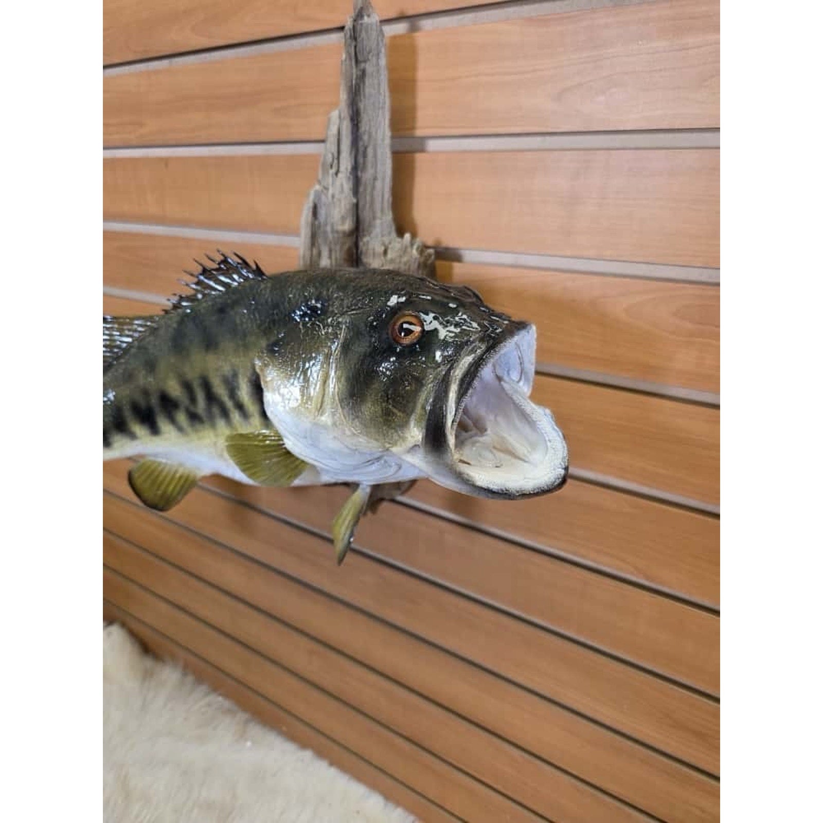 JTV215 - Real Skin Largemouth Bass Fish Taxidermy Mount 21”