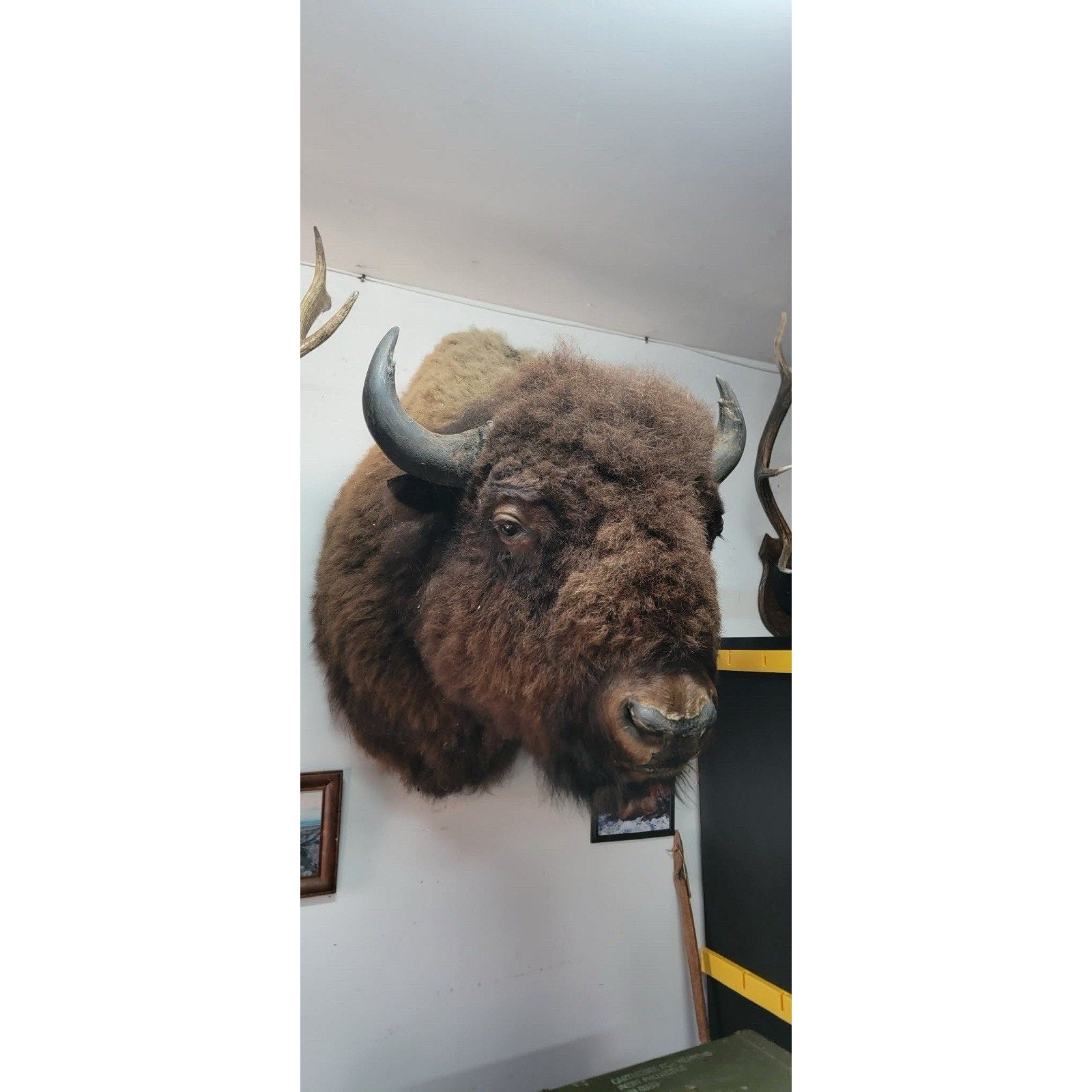 FHFB1 - Massive Buffalo Bison Taxidermy Shoulder mount Bull