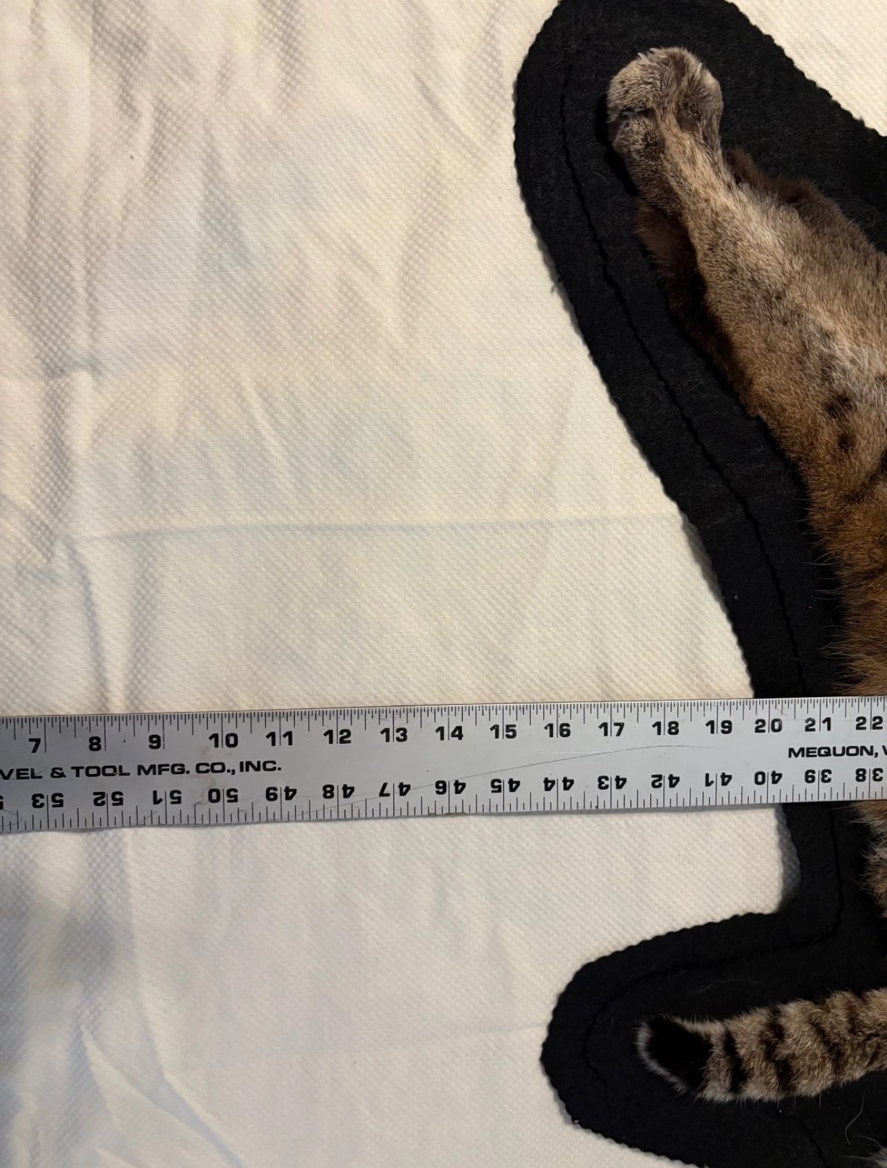 FH0710 - BOBCAT TAXIDERMY rug (Lynx rufus)