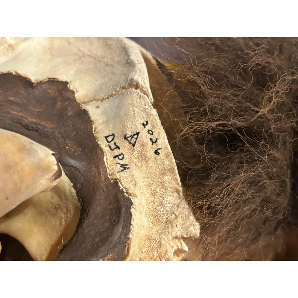 FHMMB1 - XXL Painted Buffalo / Bison Skull Taxidermy Mount