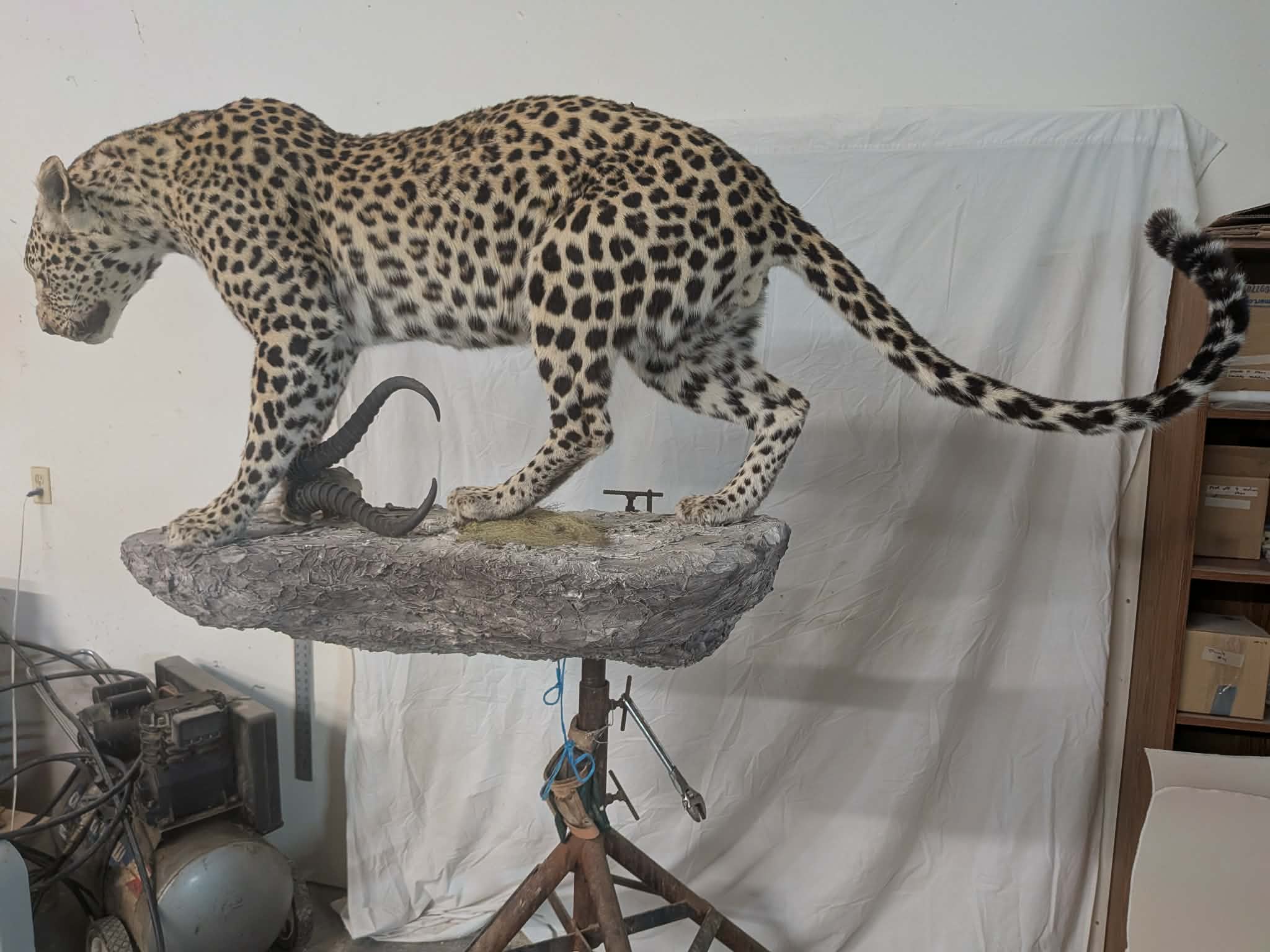 FHPAT739- leopard taxidermy full body mount