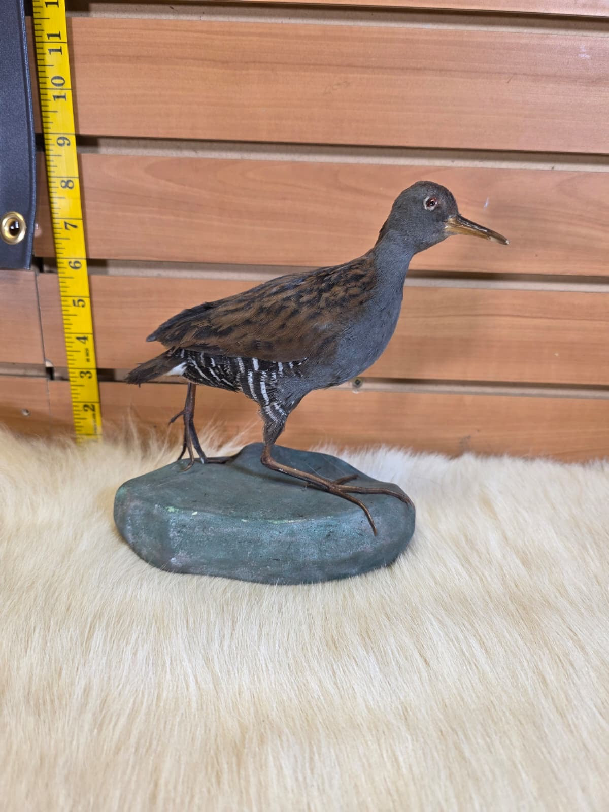 JF3 - Water Rail taxidermy bird mount