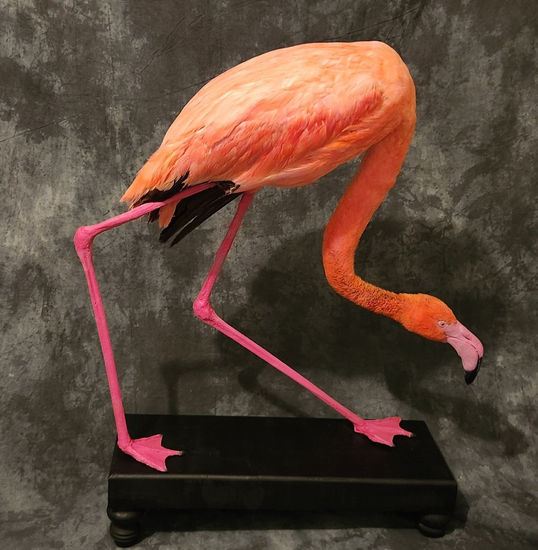 FHFLAM1 - Chilean Flamingo Museum quality Taxidermy mount bird