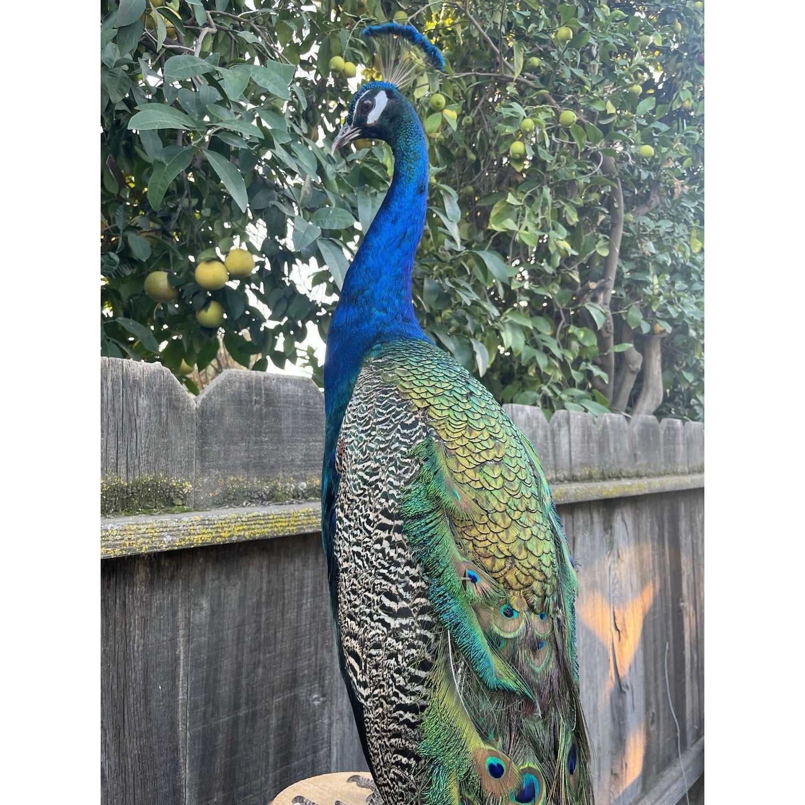 India Blue Real PEACOCK Taxidermy Mount museum quality