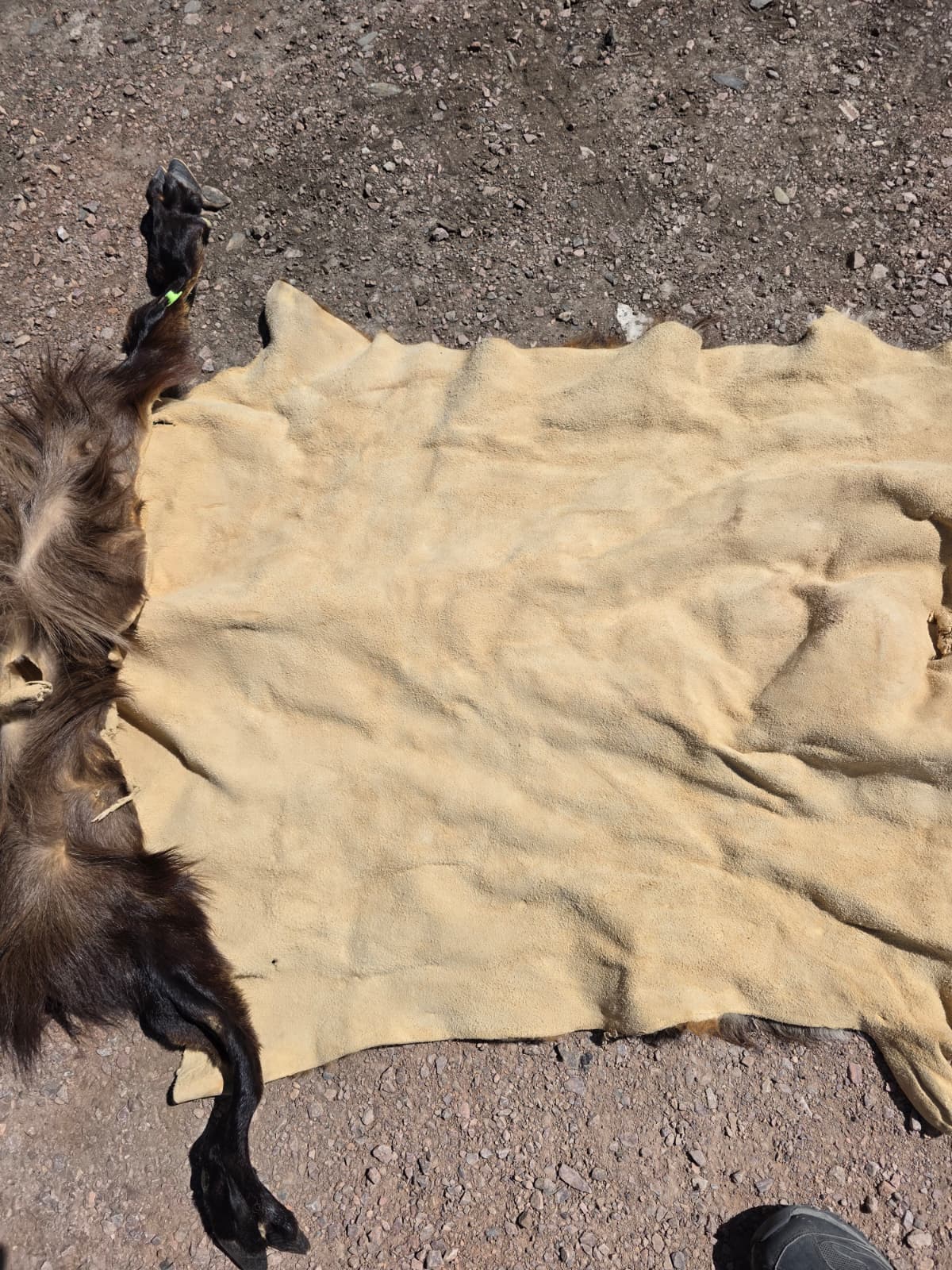 Jtv447 - Himalayan Tahr hide